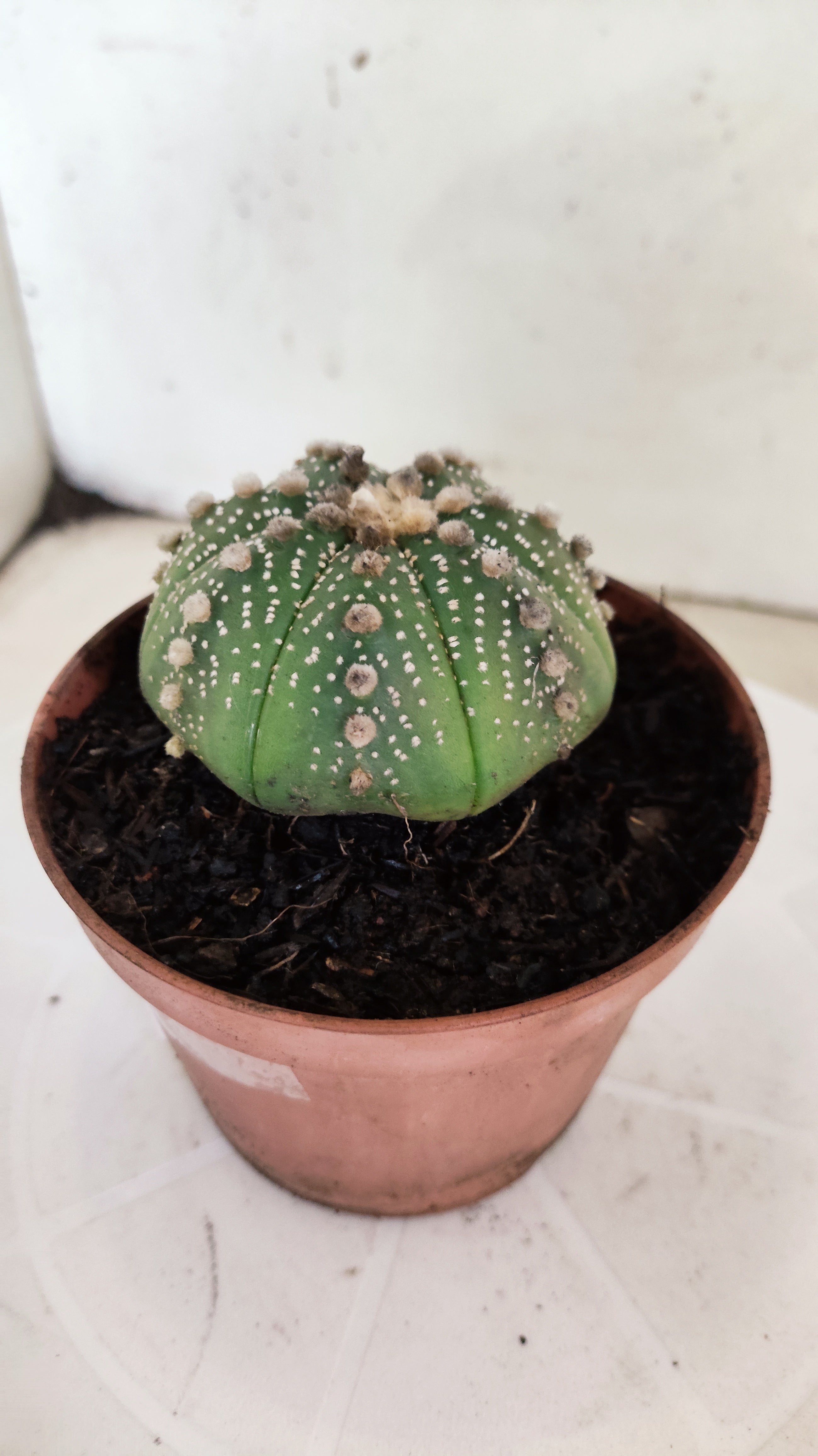 ASTROPHYTUM ASTERIAS   Nº 1062 – vaso 11