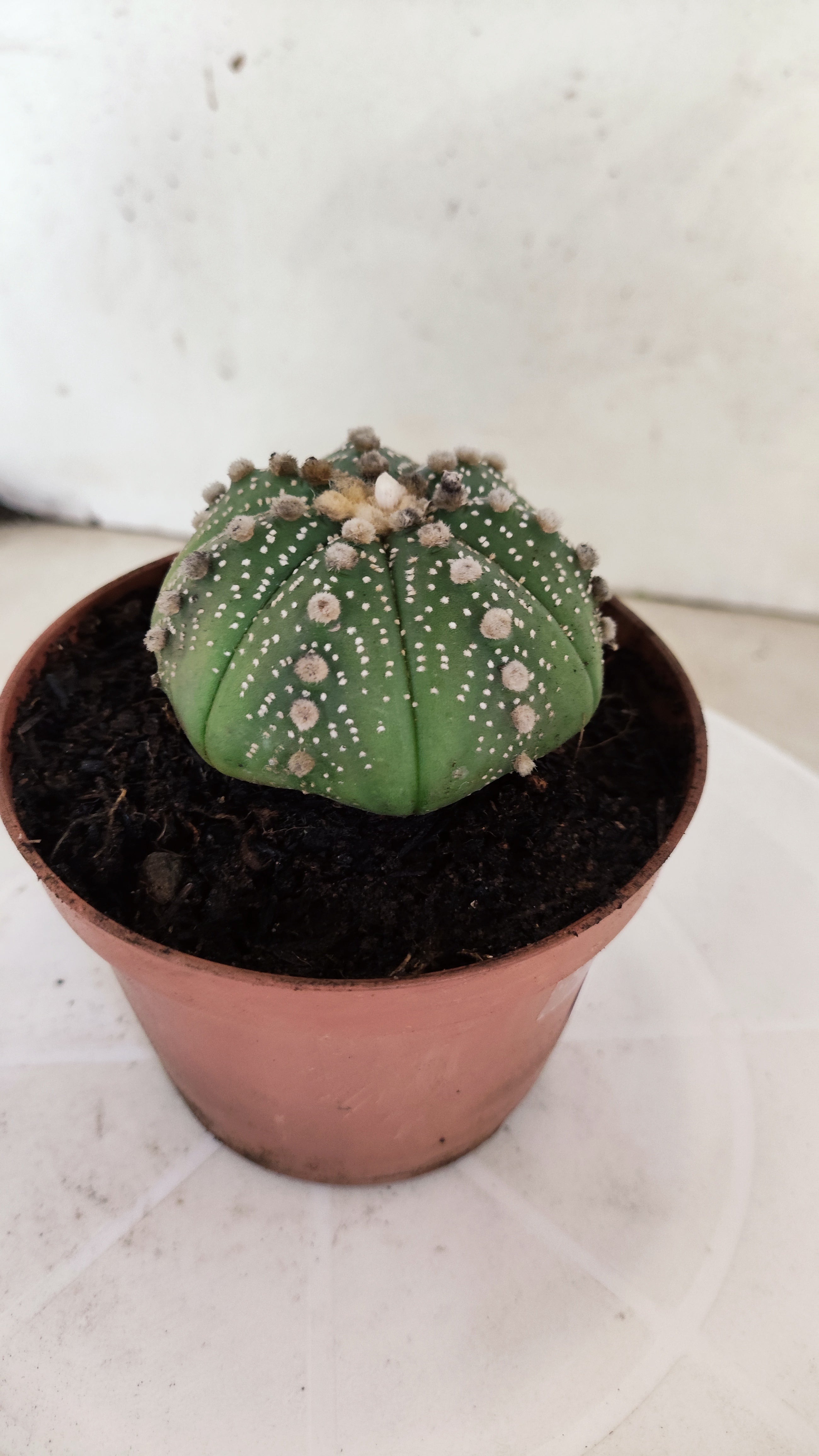 ASTROPHYTUM ASTERIAS   Nº 1062 – vaso 11
