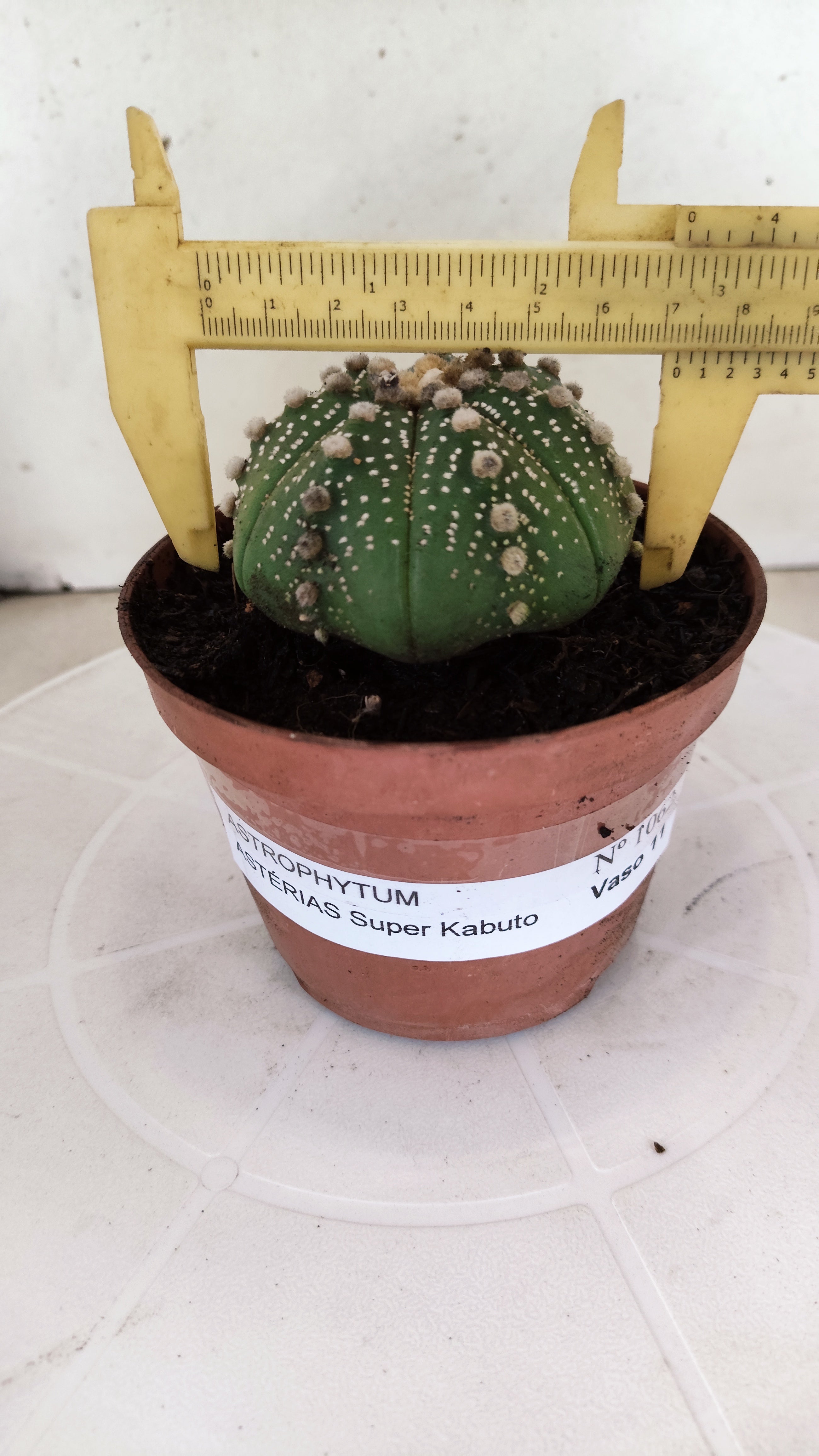 ASTROPHYTUM ASTERIAS   Nº 1062 – vaso 11
