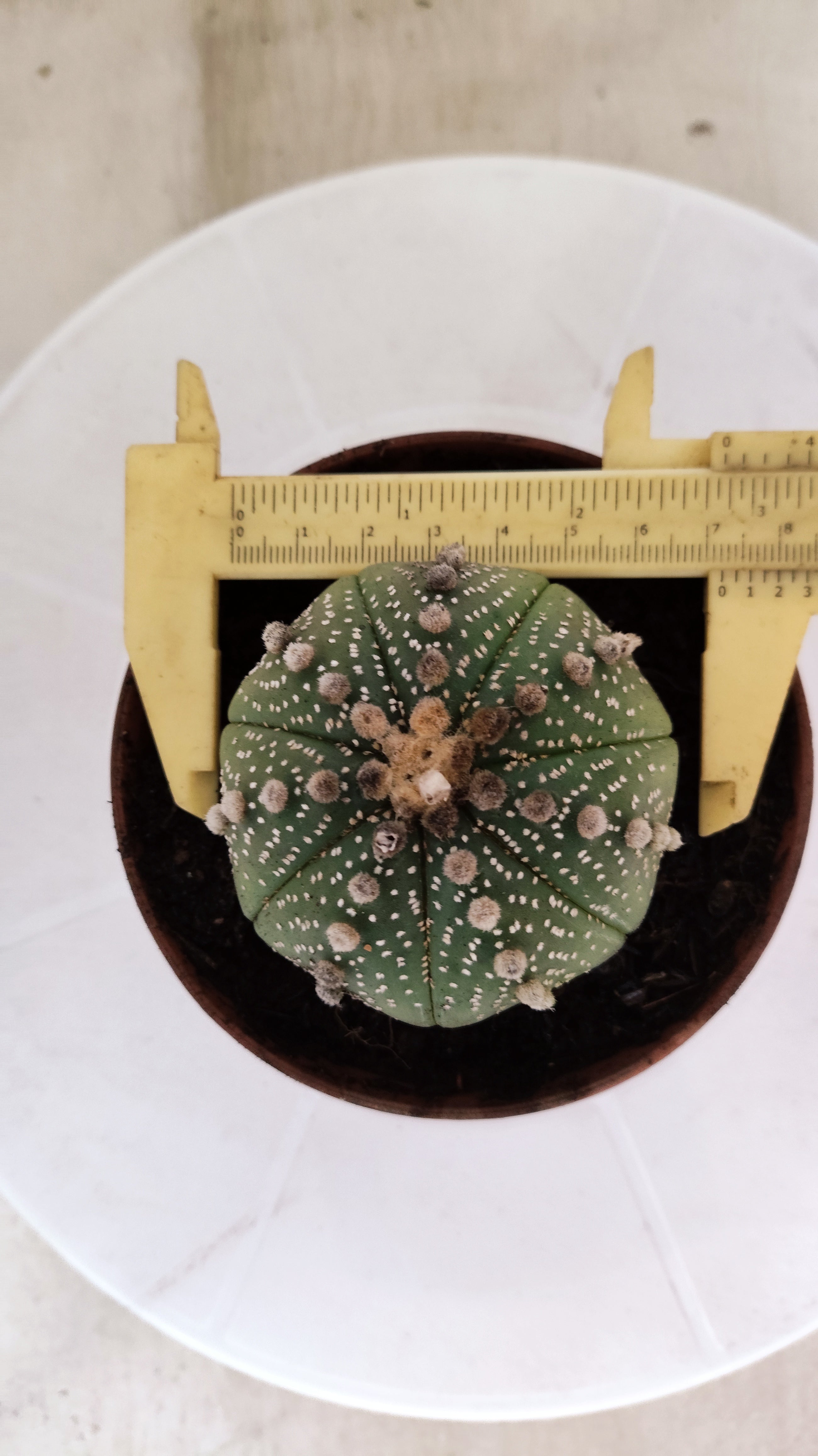 ASTROPHYTUM ASTERIAS   Nº 1062 – vaso 11