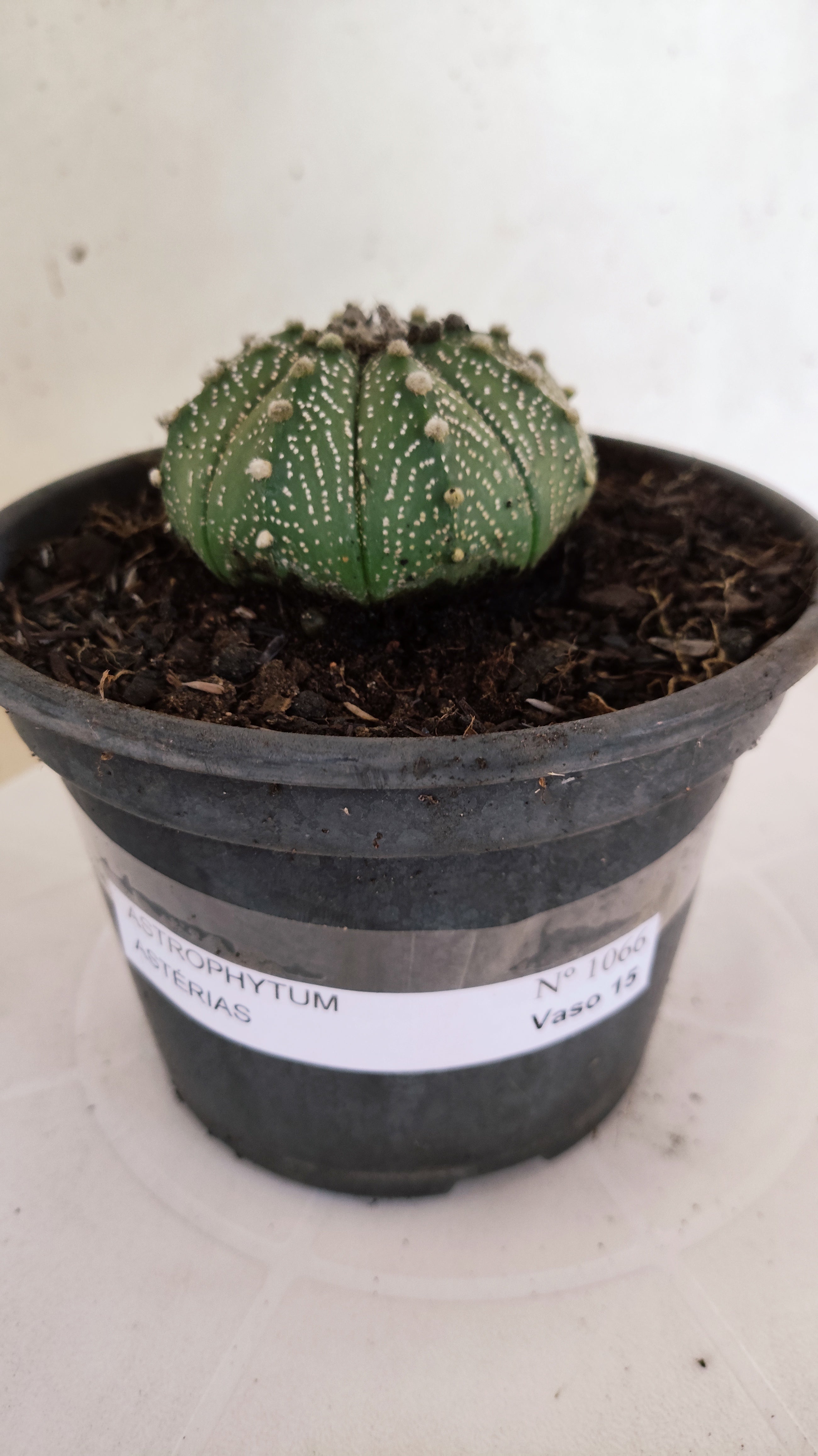 ASTROPHYTUM ASTERIAS   Nº 1066 – vaso 15