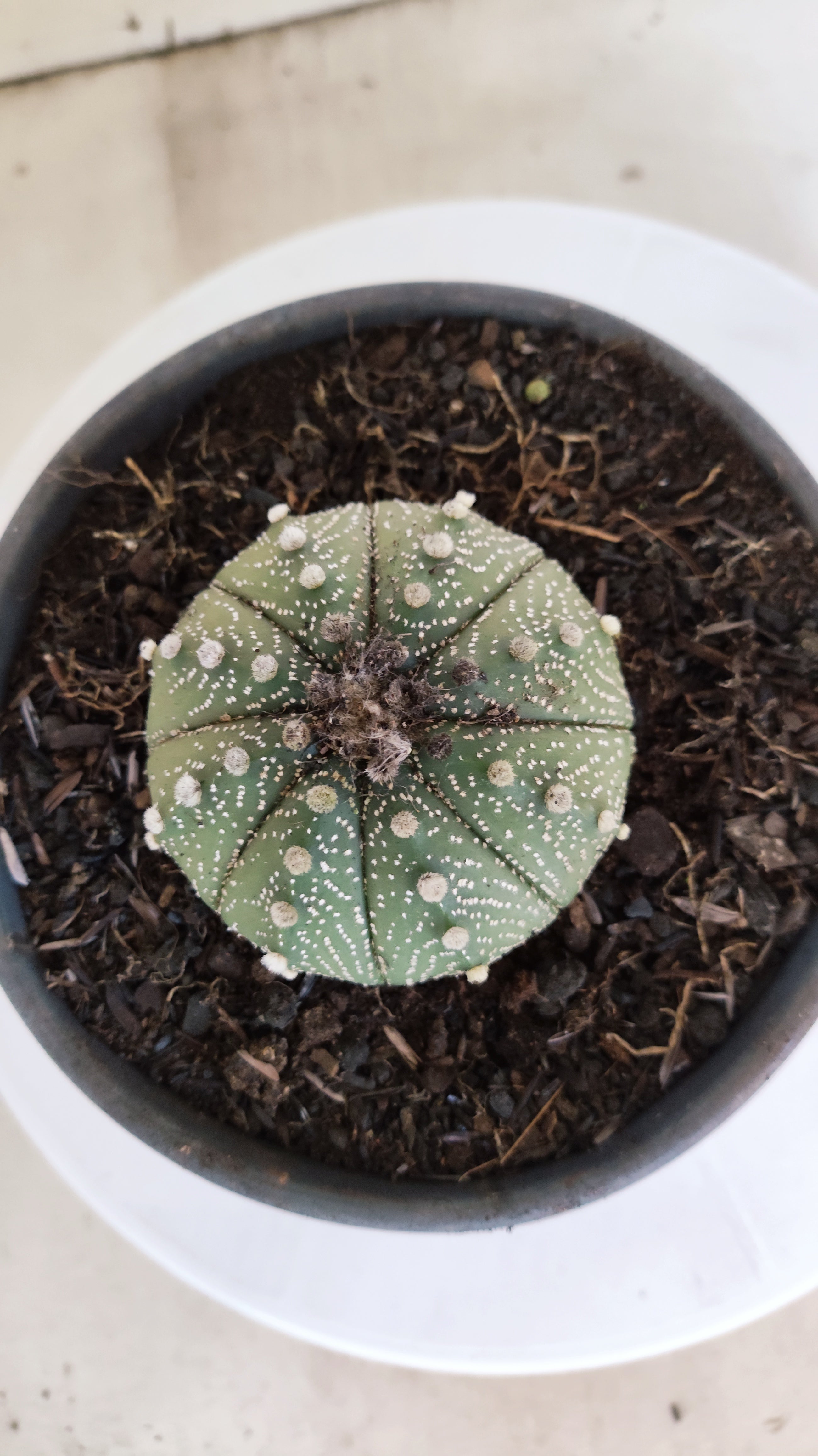 ASTROPHYTUM ASTERIAS   Nº 1066 – vaso 15