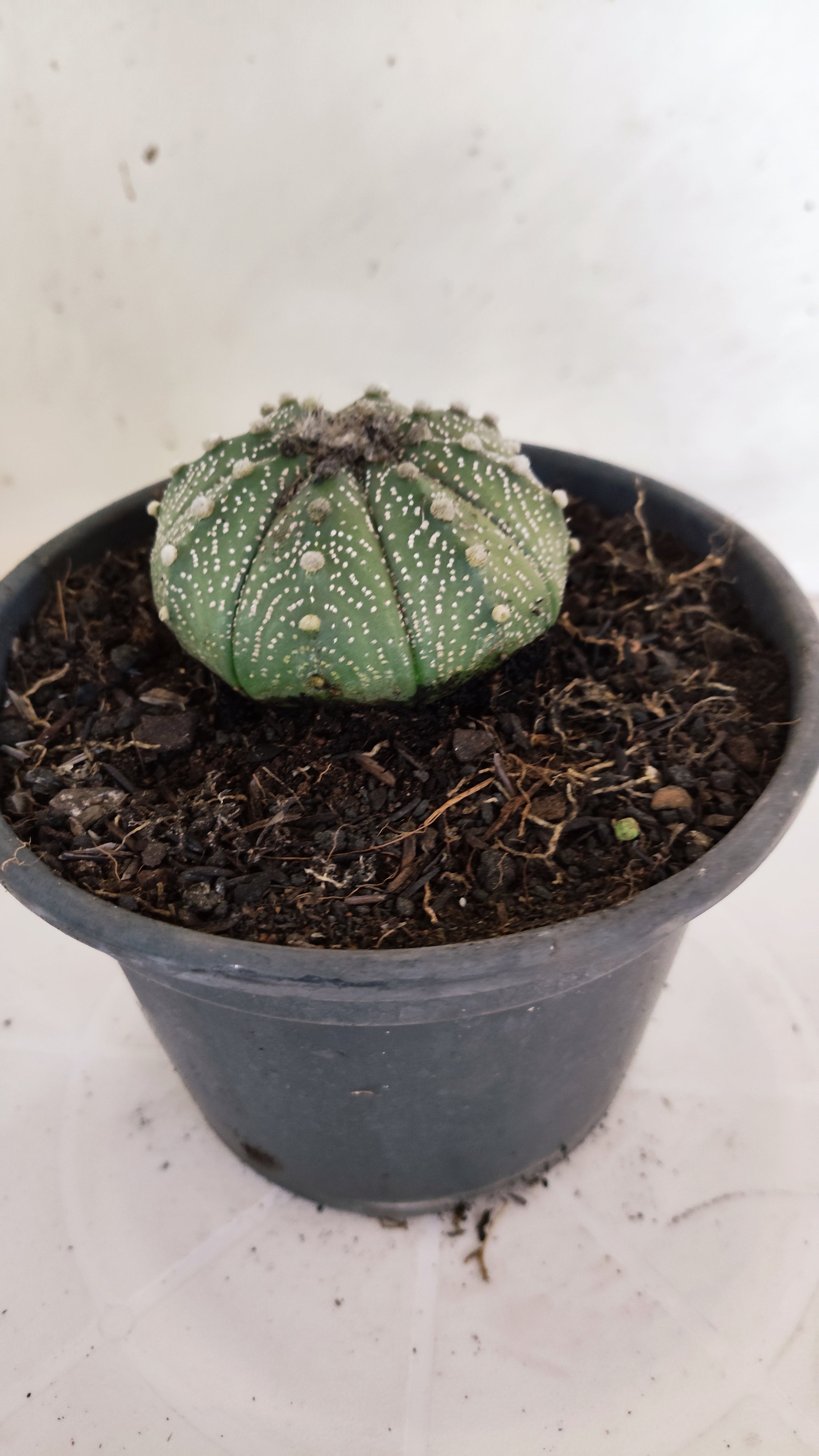 ASTROPHYTUM ASTERIAS   Nº 1066 – vaso 15