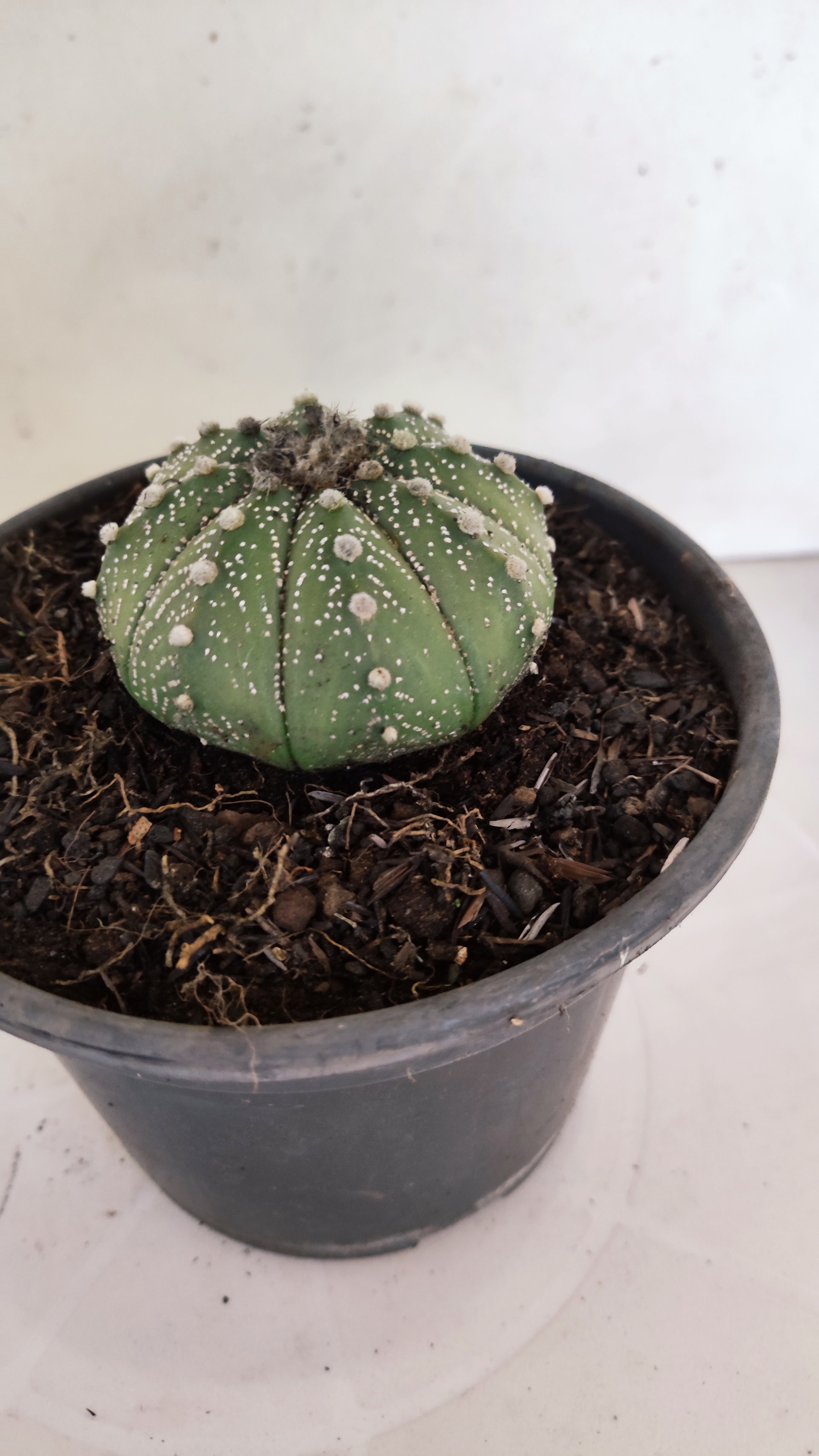 ASTROPHYTUM ASTERIAS   Nº 1066 – vaso 15