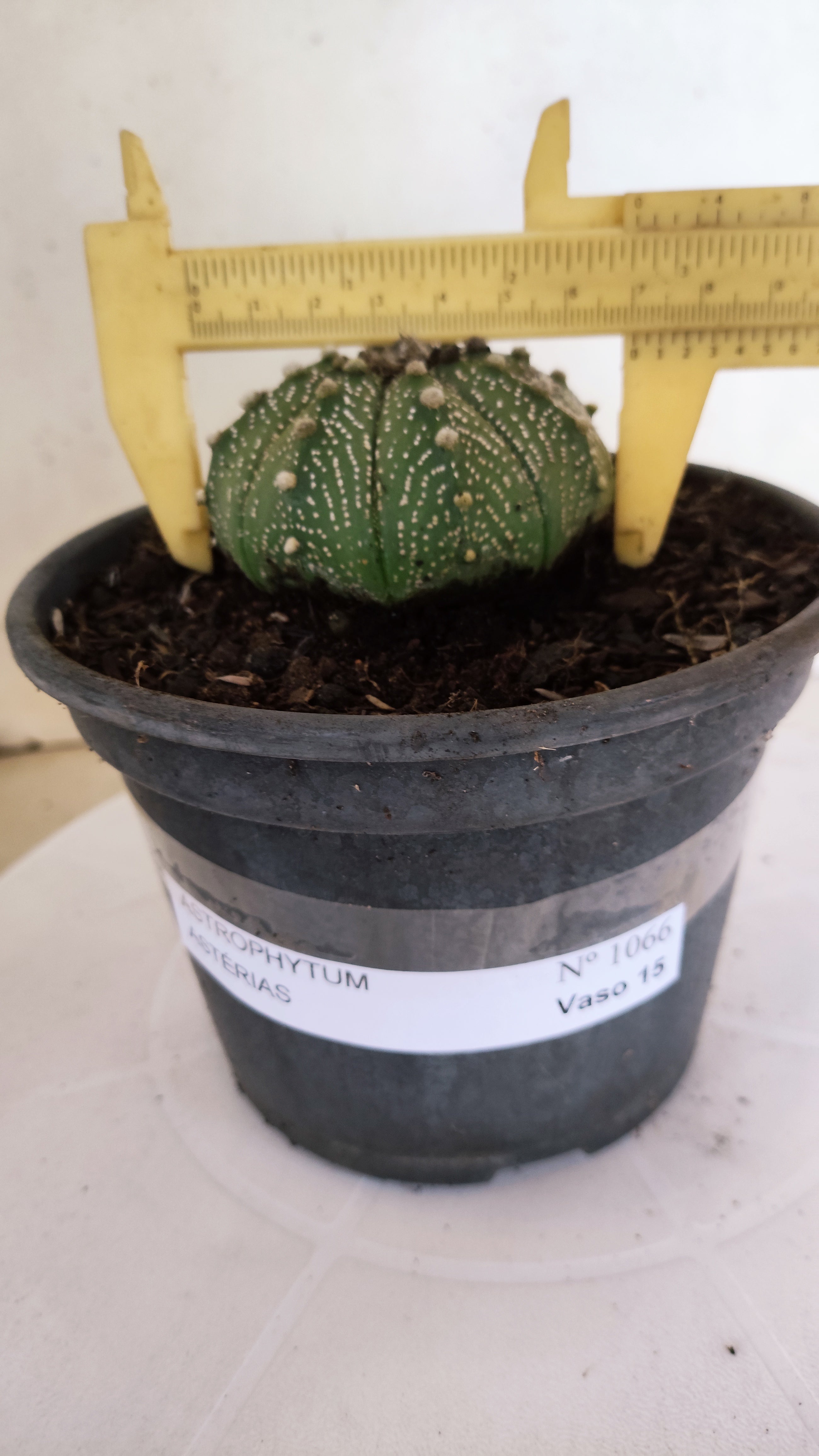 ASTROPHYTUM ASTERIAS   Nº 1066 – vaso 15