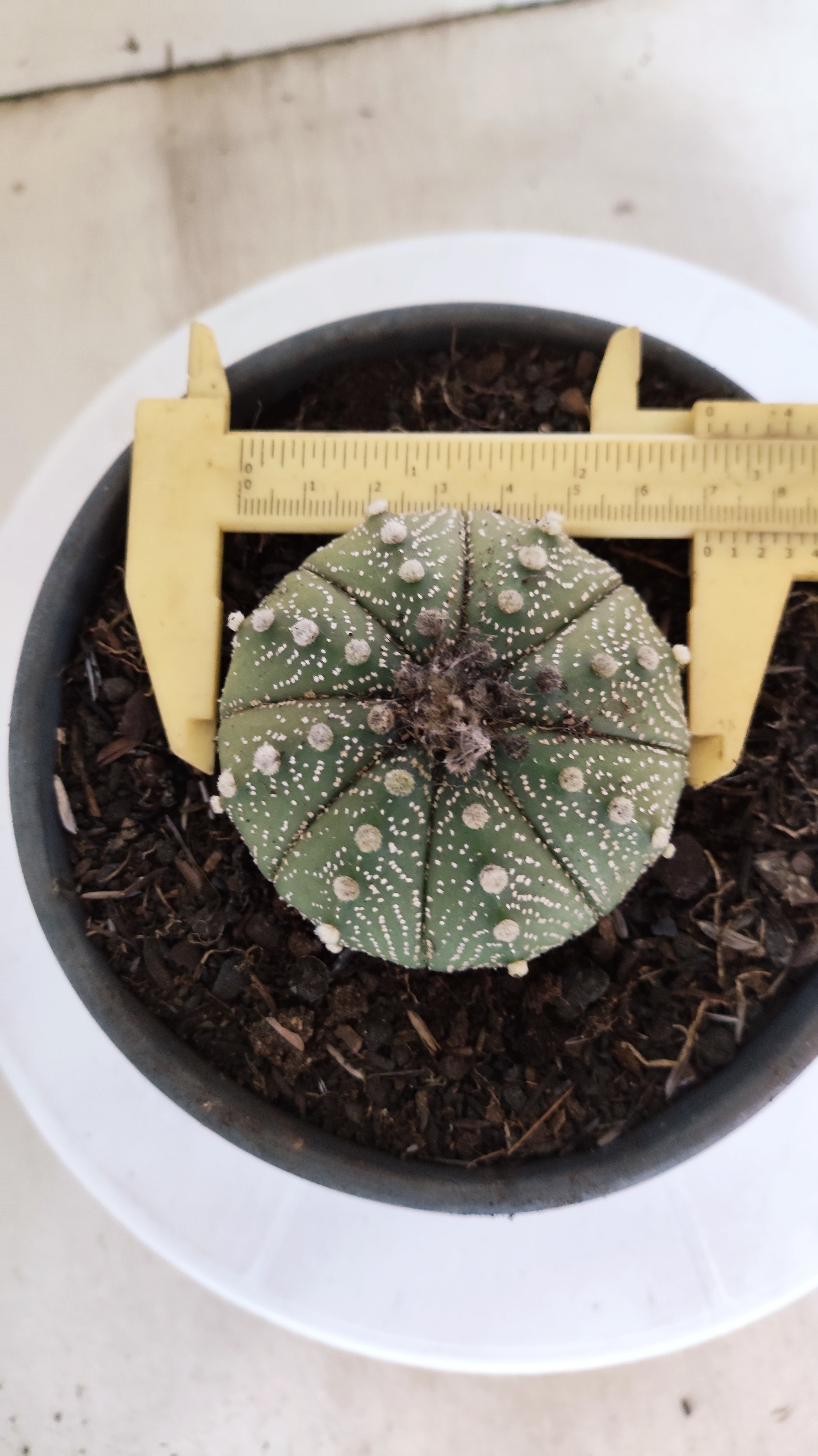 ASTROPHYTUM ASTERIAS   Nº 1066 – vaso 15