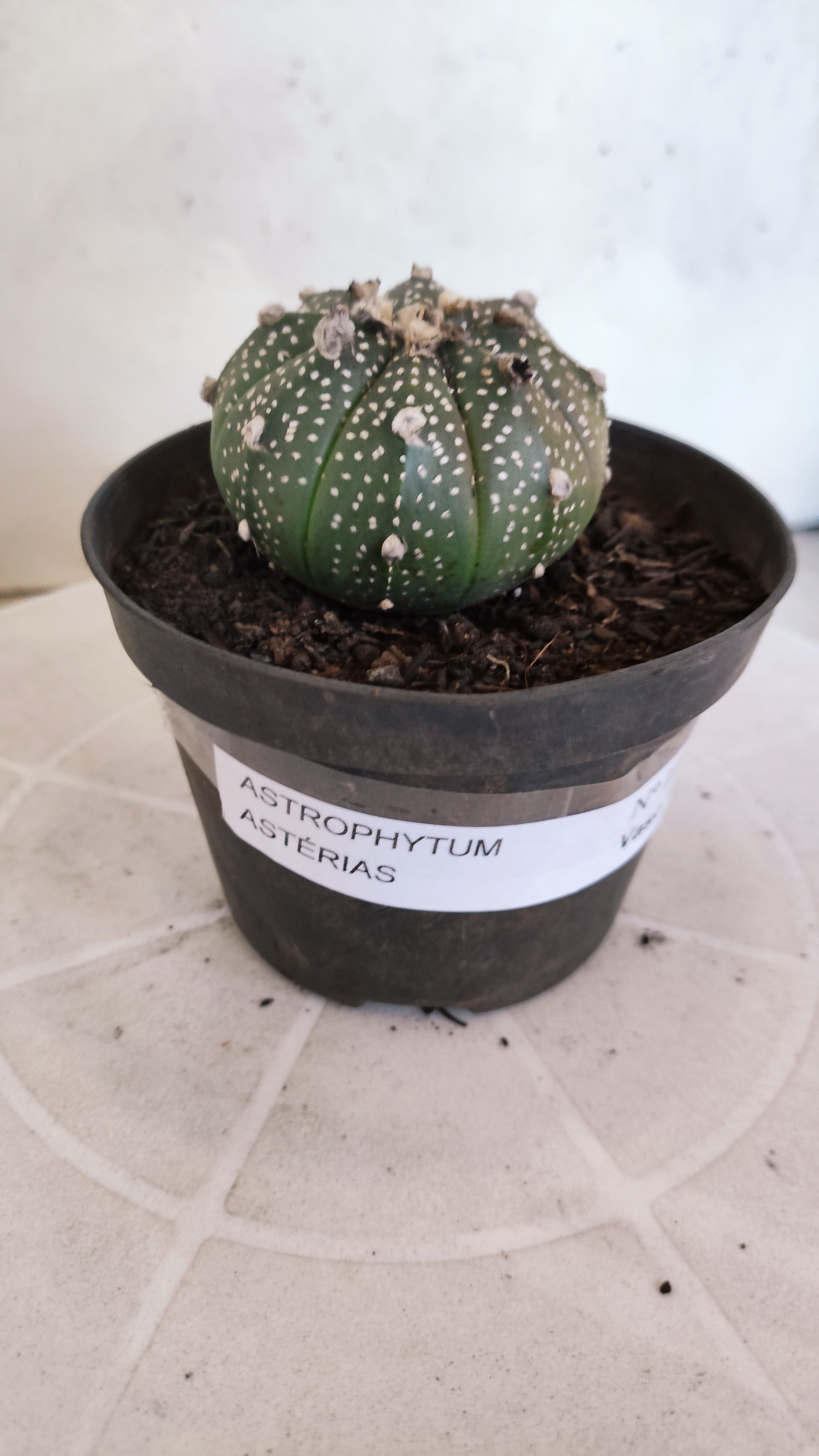 ASTROPHYTUM ASTERIAS Nº 1075 – vaso 11