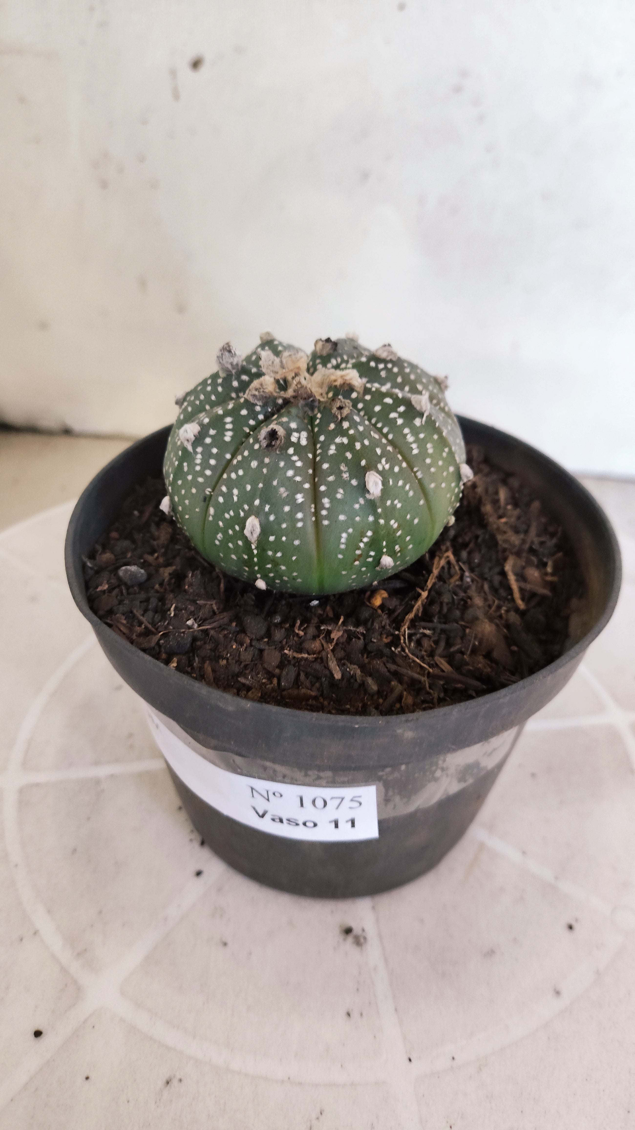 ASTROPHYTUM ASTERIAS Nº 1075 – vaso 11