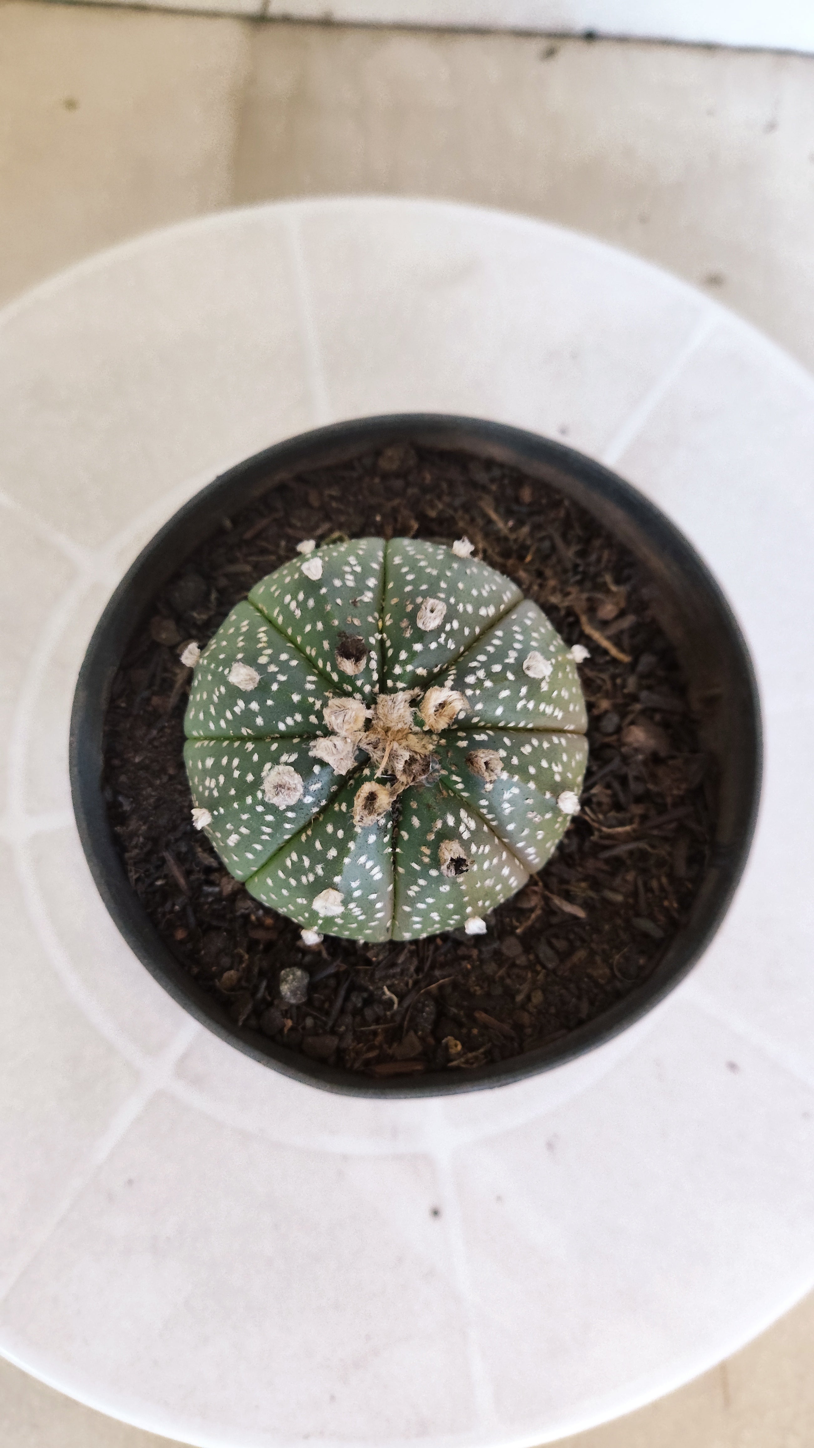 ASTROPHYTUM ASTERIAS Nº 1075 – vaso 11