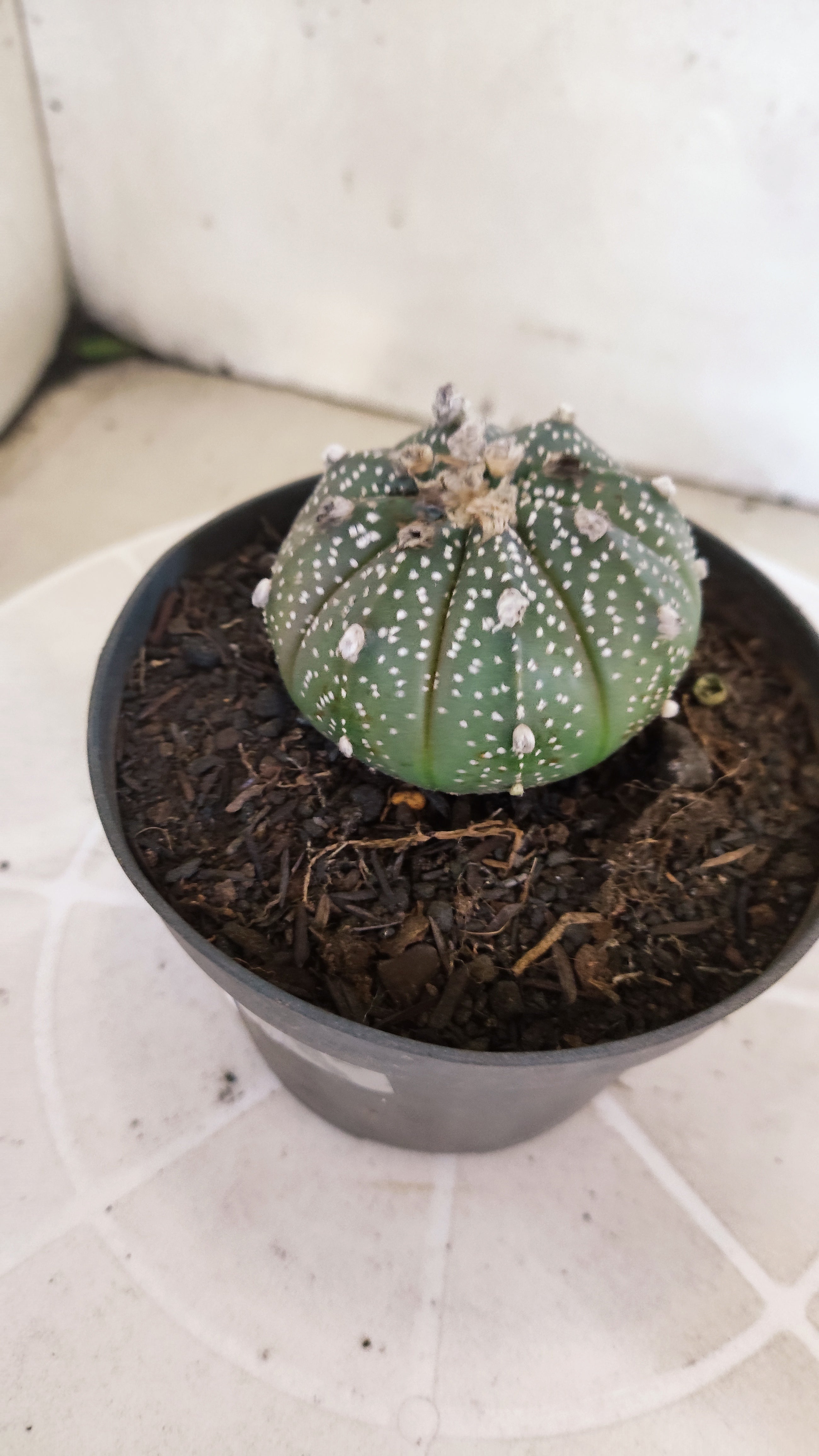 ASTROPHYTUM ASTERIAS Nº 1075 – vaso 11