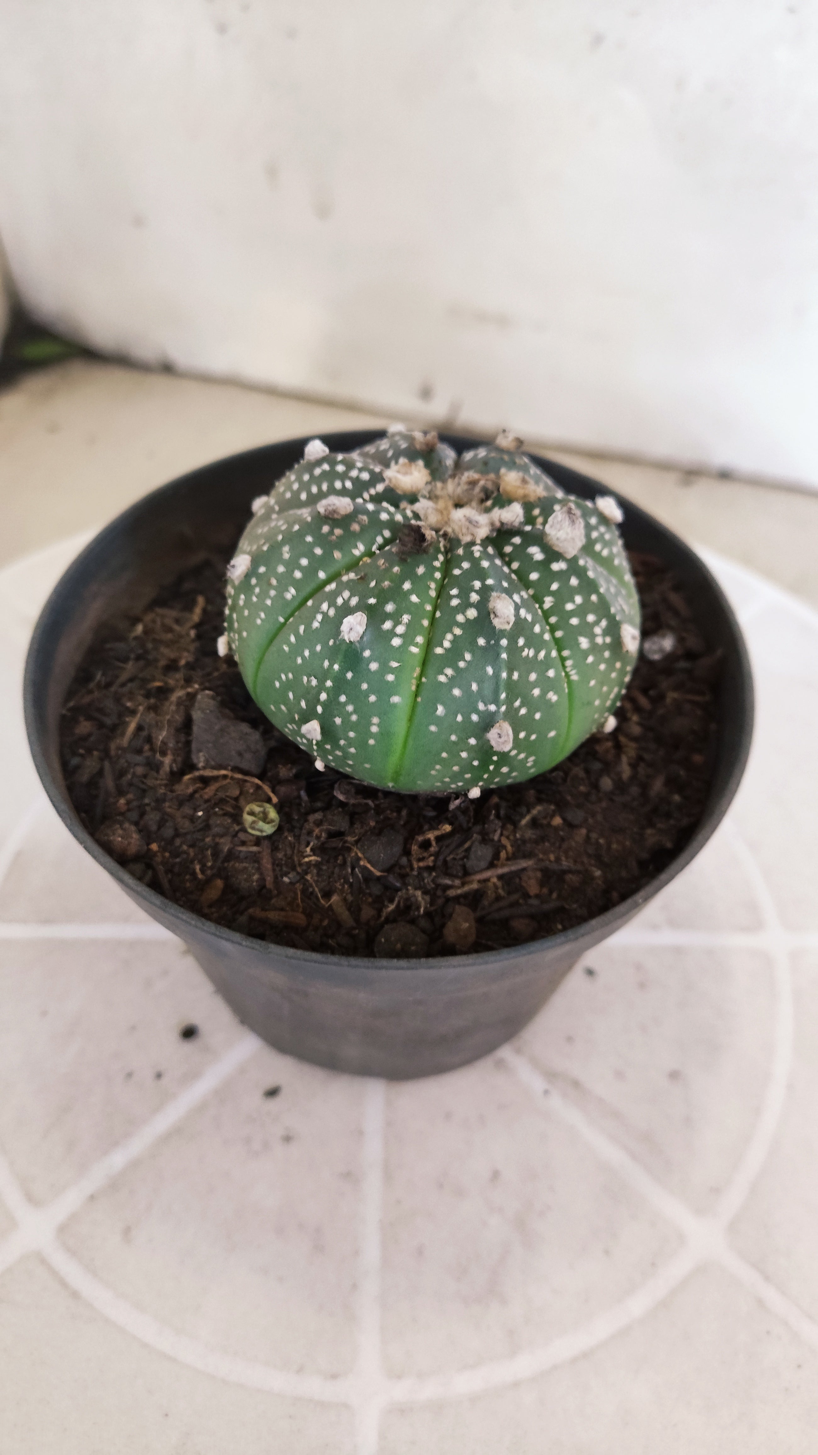 ASTROPHYTUM ASTERIAS Nº 1075 – vaso 11