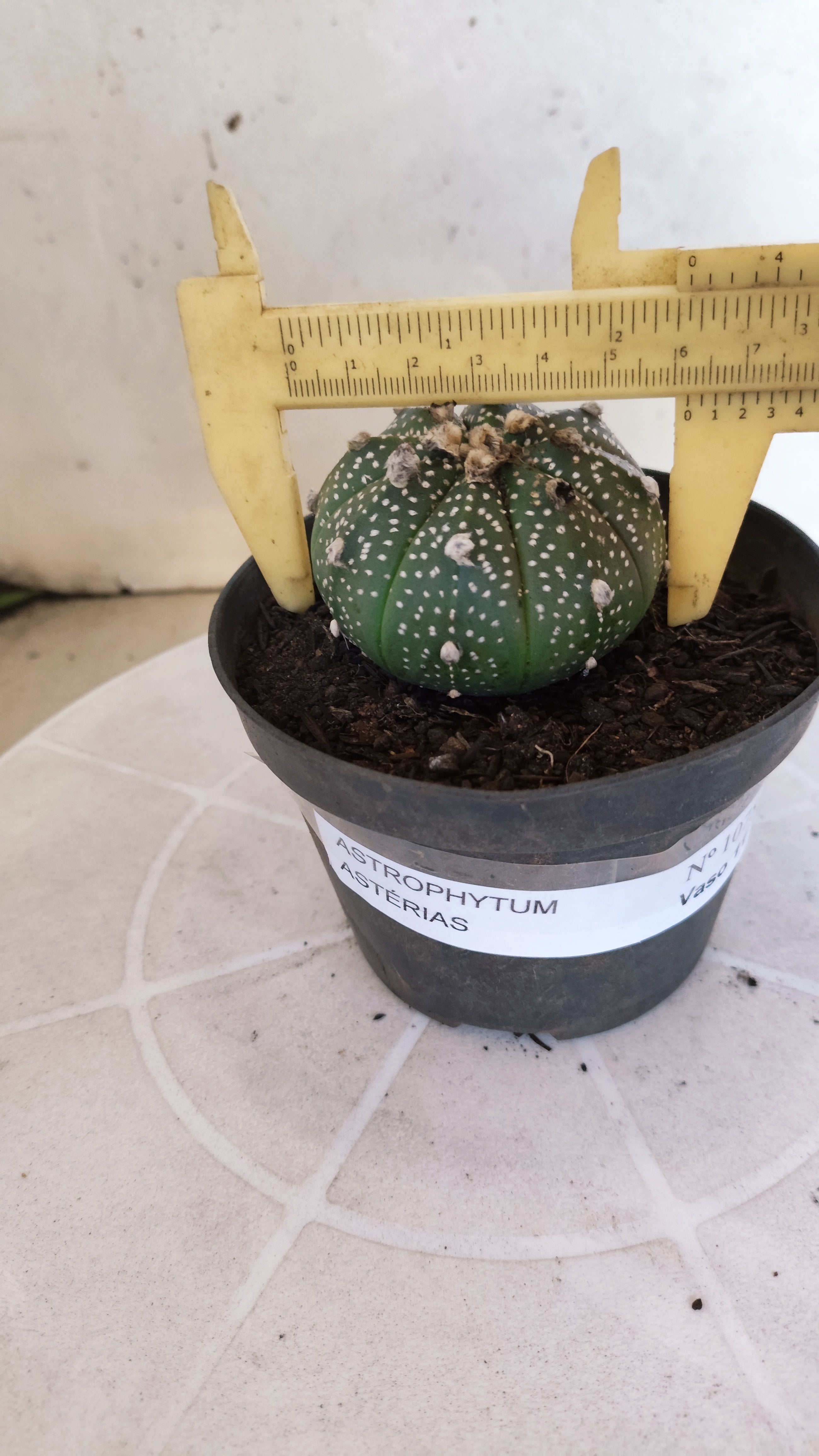 ASTROPHYTUM ASTERIAS Nº 1075 – vaso 11