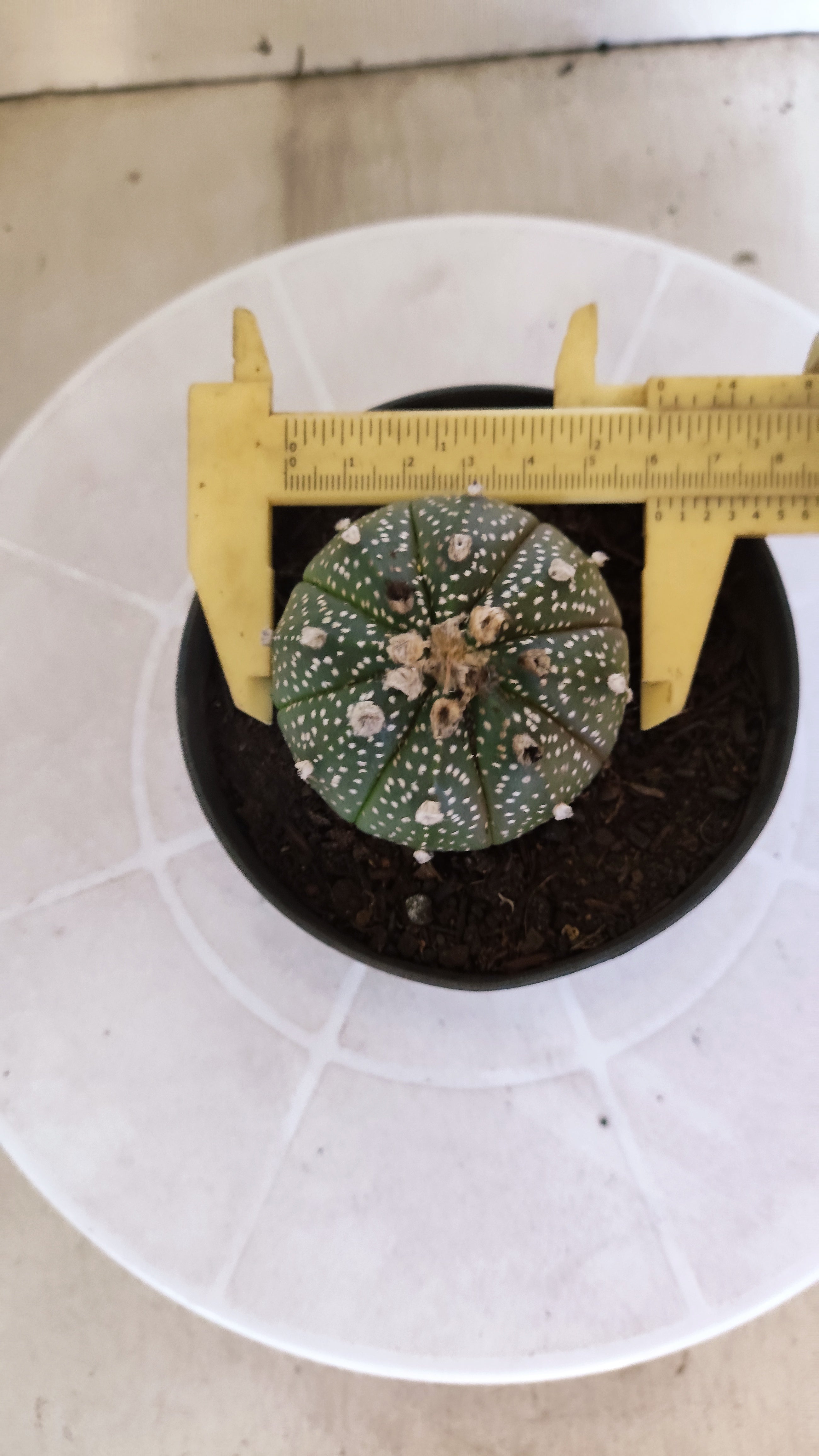 ASTROPHYTUM ASTERIAS Nº 1075 – vaso 11