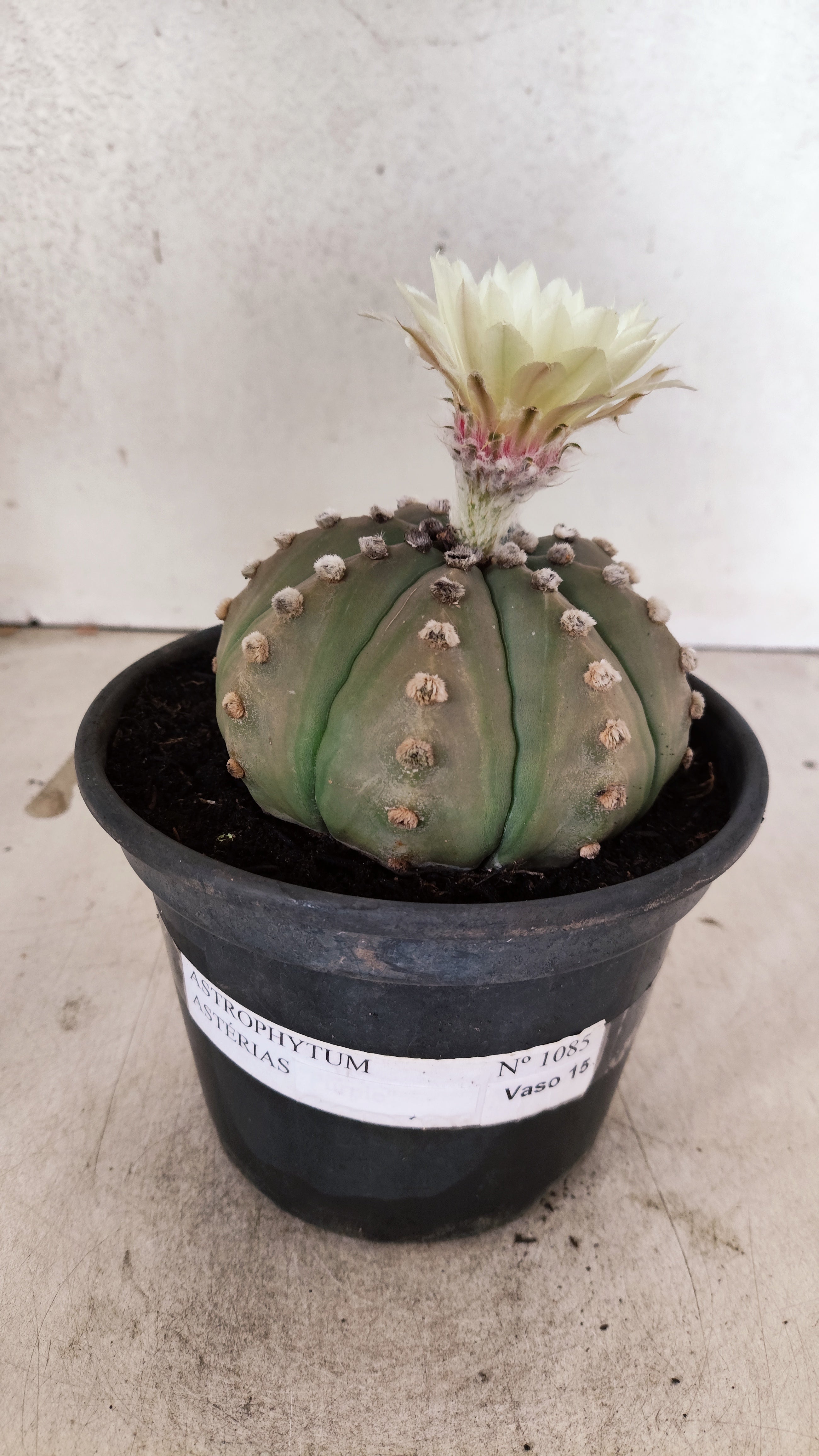 MATRIZ ASTROPHYTUM ASTERIAS "NUDUM" Nº 1085 – vaso 15