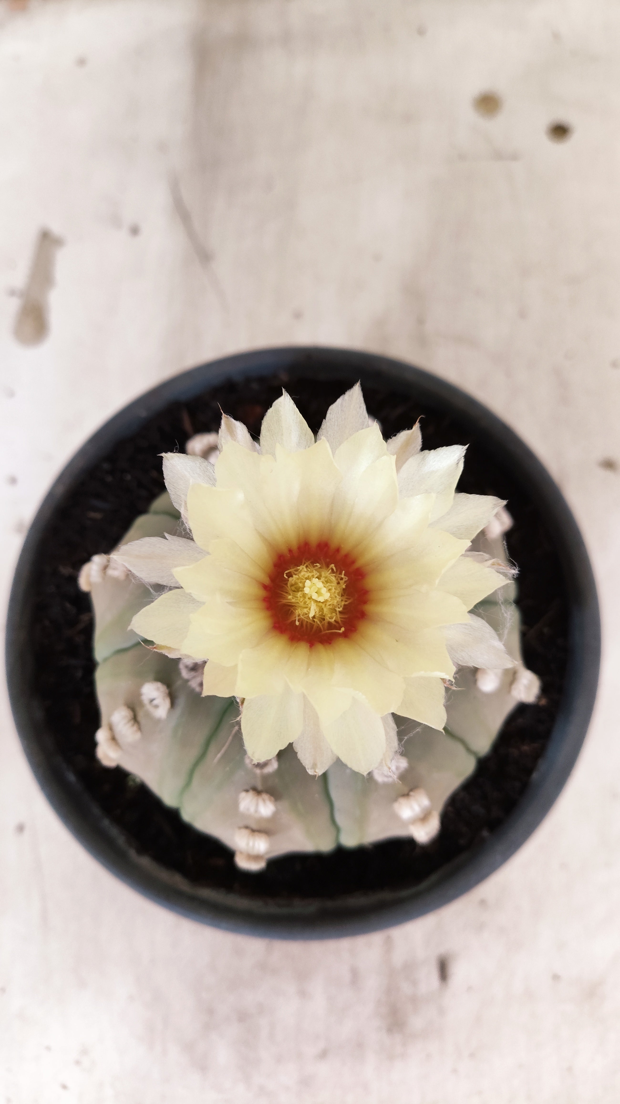 MATRIZ ASTROPHYTUM ASTERIAS "NUDUM" Nº 1085 – vaso 15