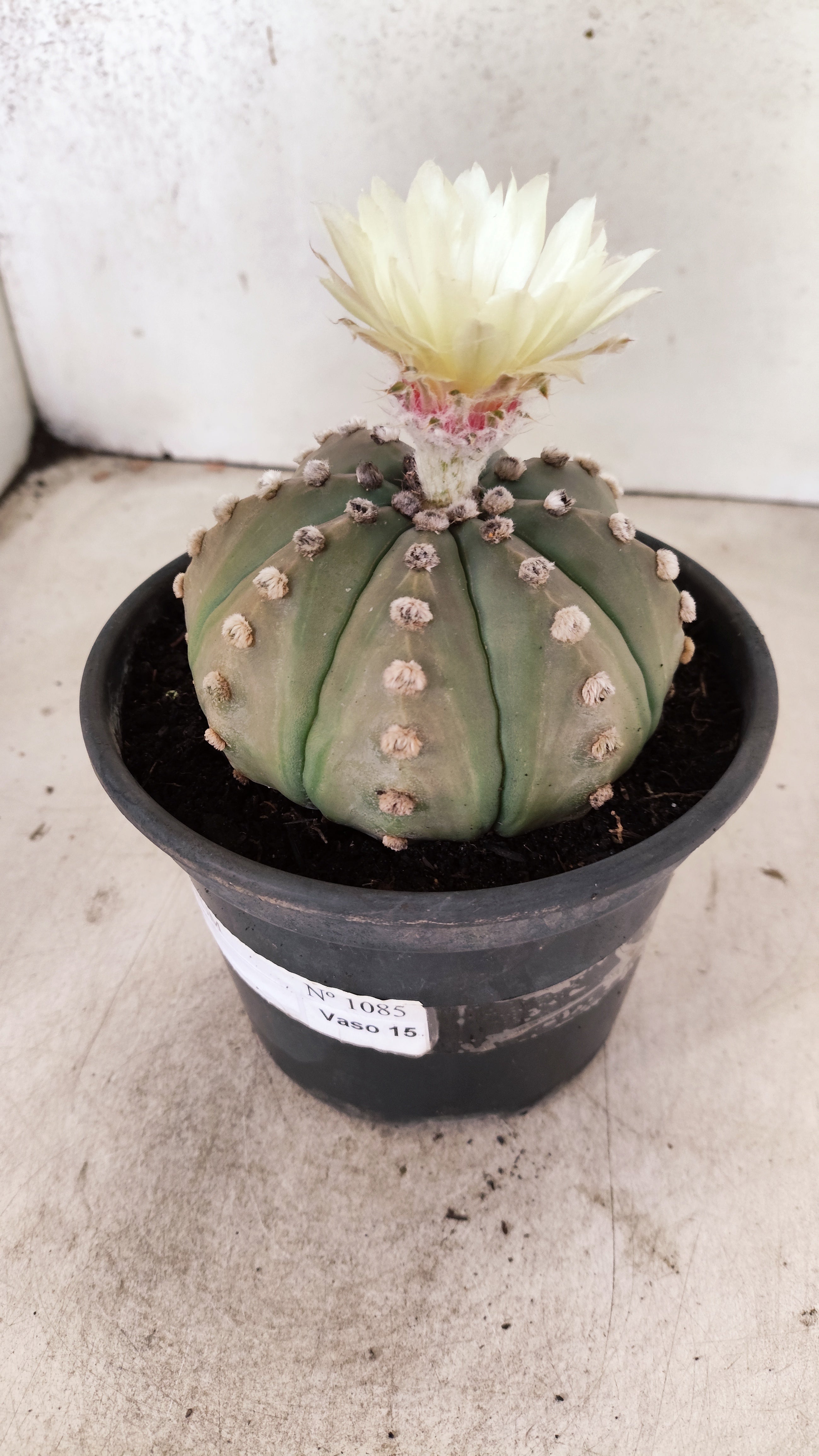MATRIZ ASTROPHYTUM ASTERIAS "NUDUM" Nº 1085 – vaso 15