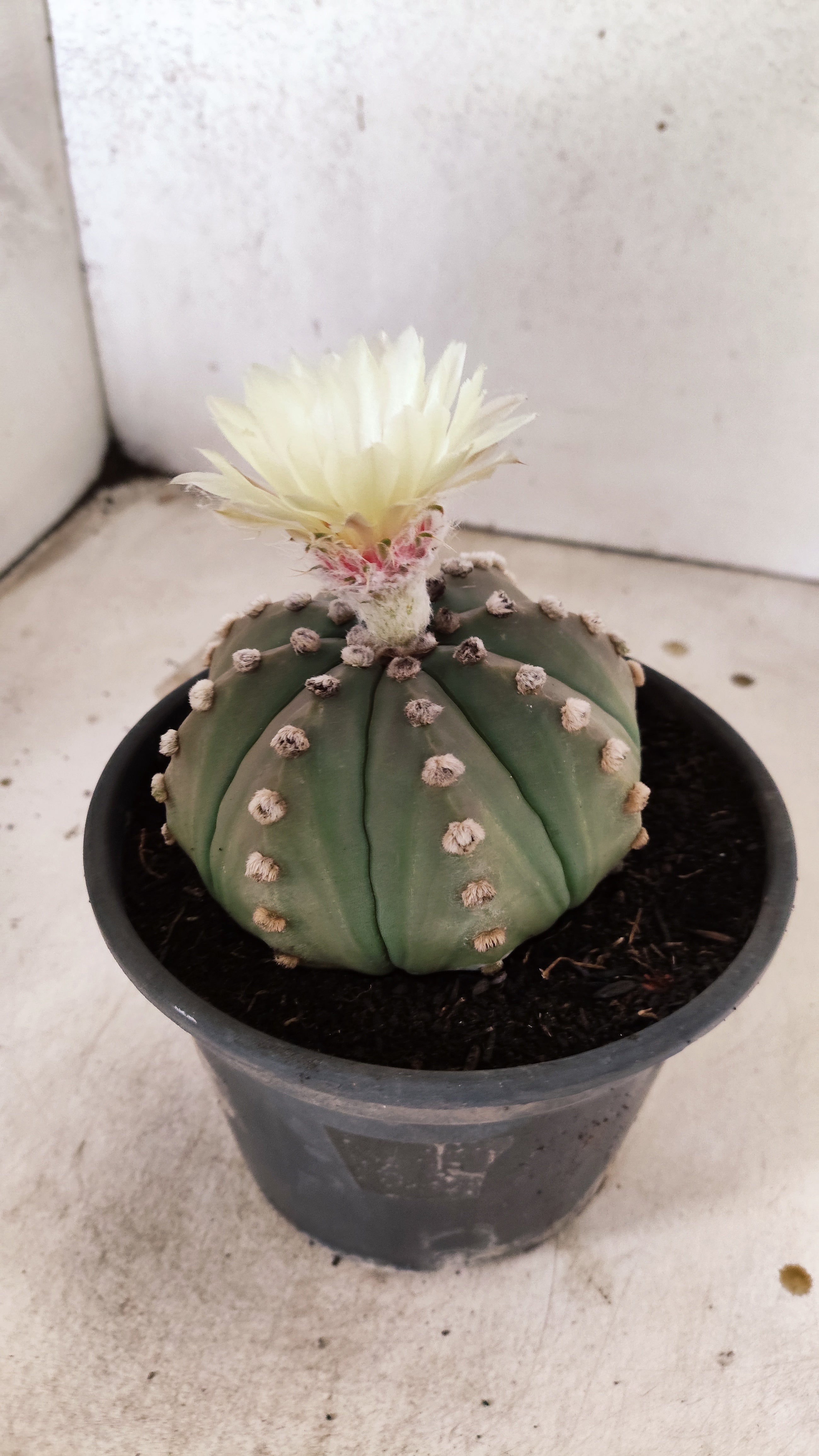 MATRIZ ASTROPHYTUM ASTERIAS "NUDUM" Nº 1085 – vaso 15