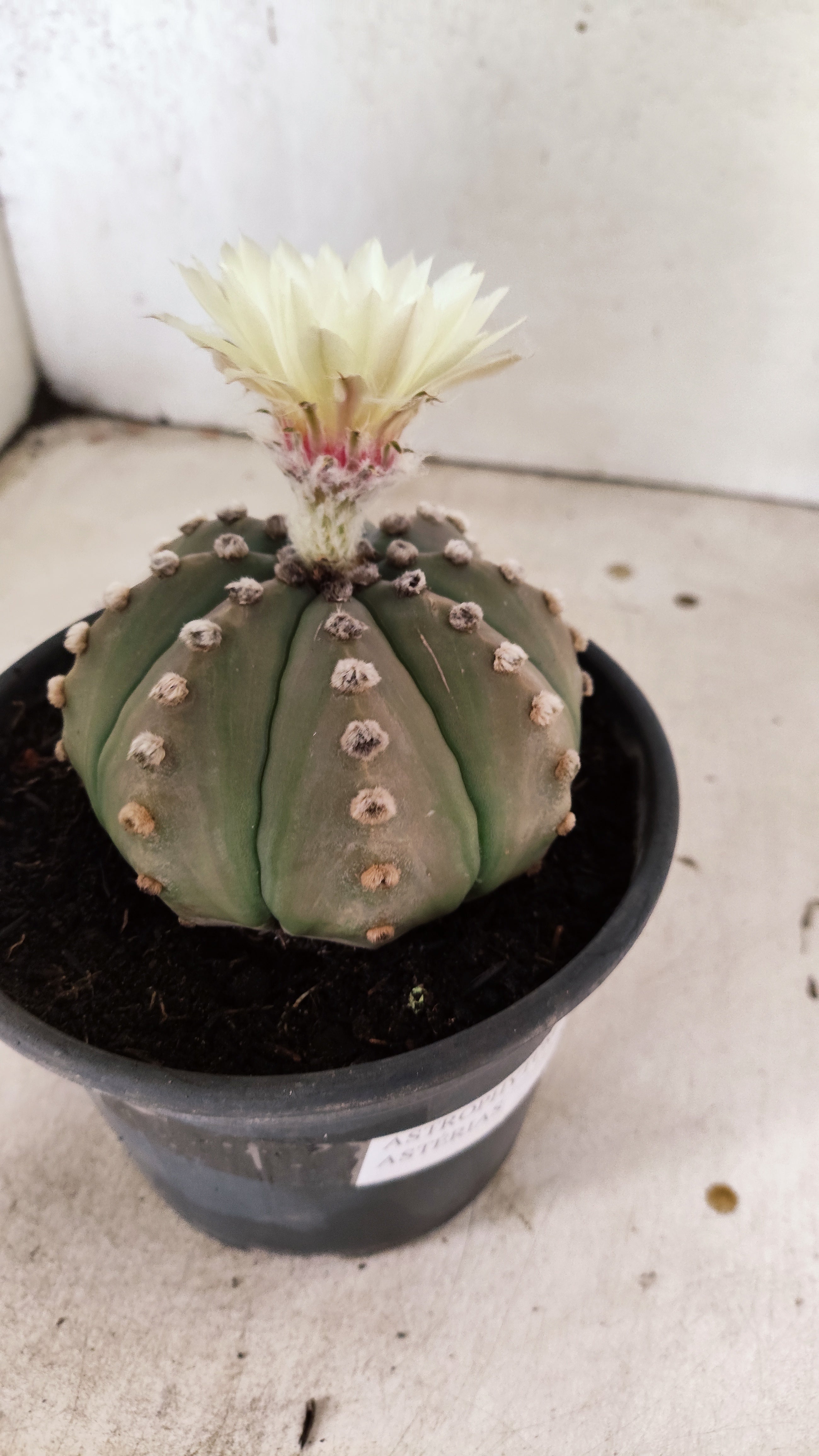 MATRIZ ASTROPHYTUM ASTERIAS "NUDUM" Nº 1085 – vaso 15
