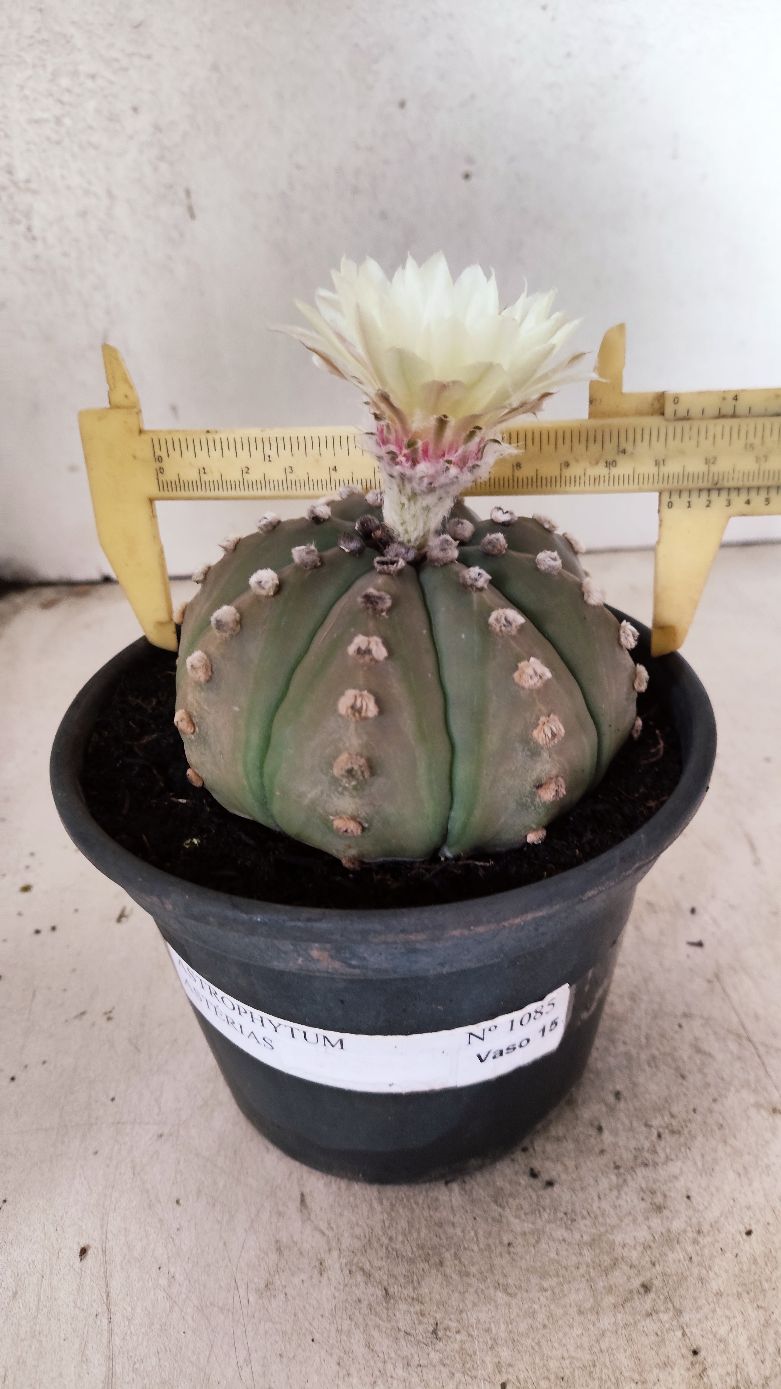 MATRIZ ASTROPHYTUM ASTERIAS "NUDUM" Nº 1085 – vaso 15