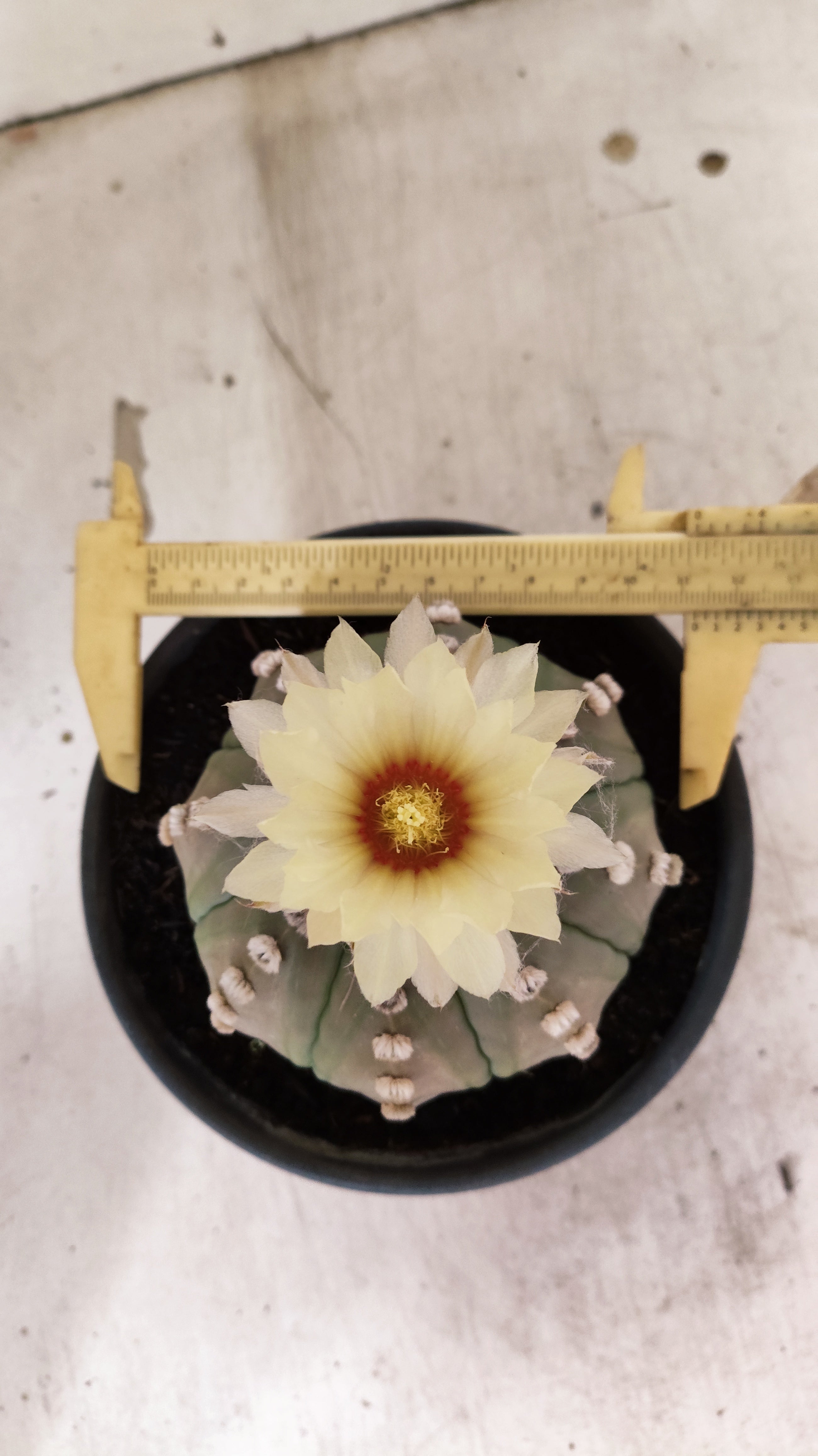 MATRIZ ASTROPHYTUM ASTERIAS "NUDUM" Nº 1085 – vaso 15