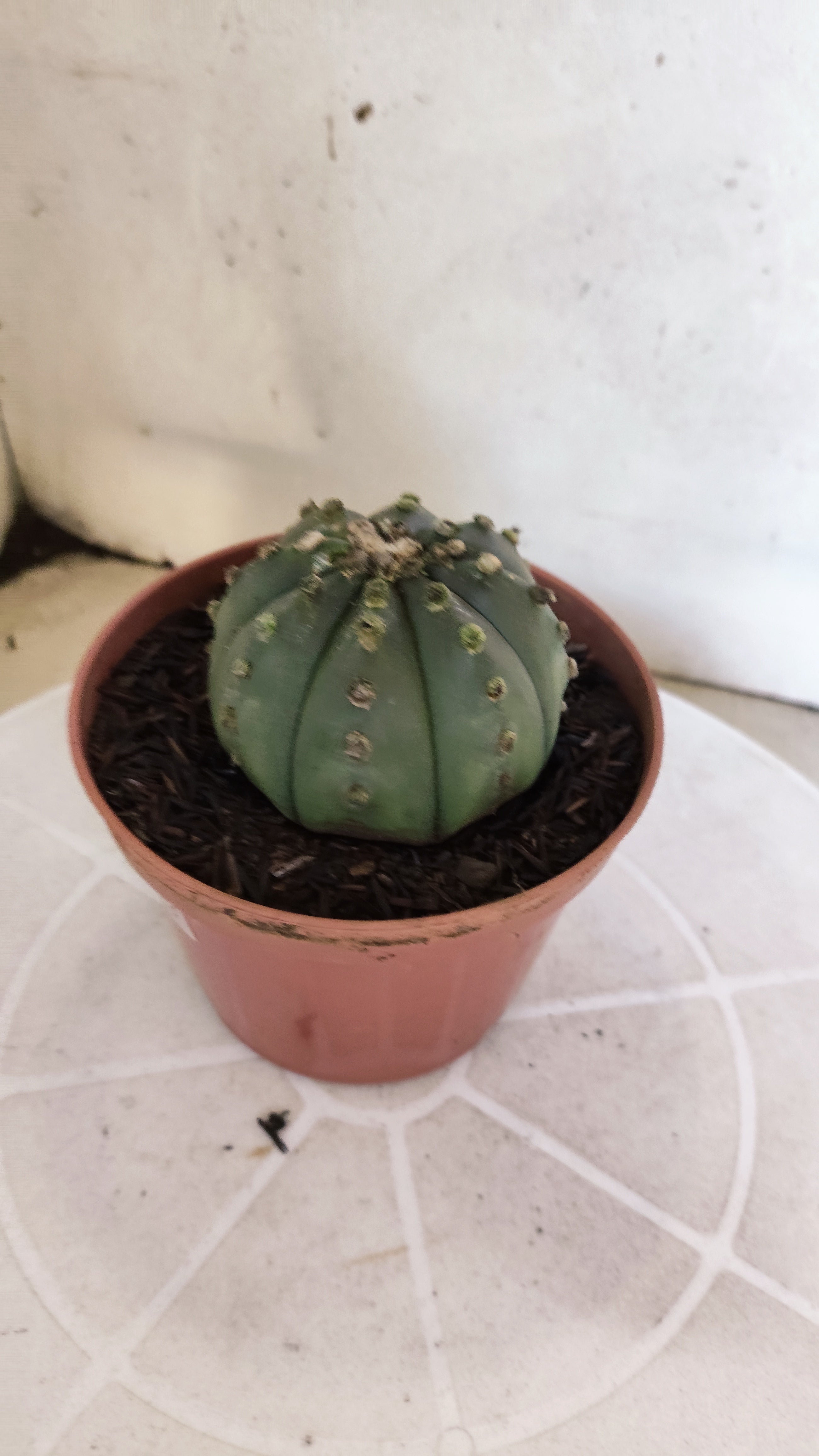 ASTROPHYTUM ASTERIAS "NUDUM"  Nº 1201 – vaso 11