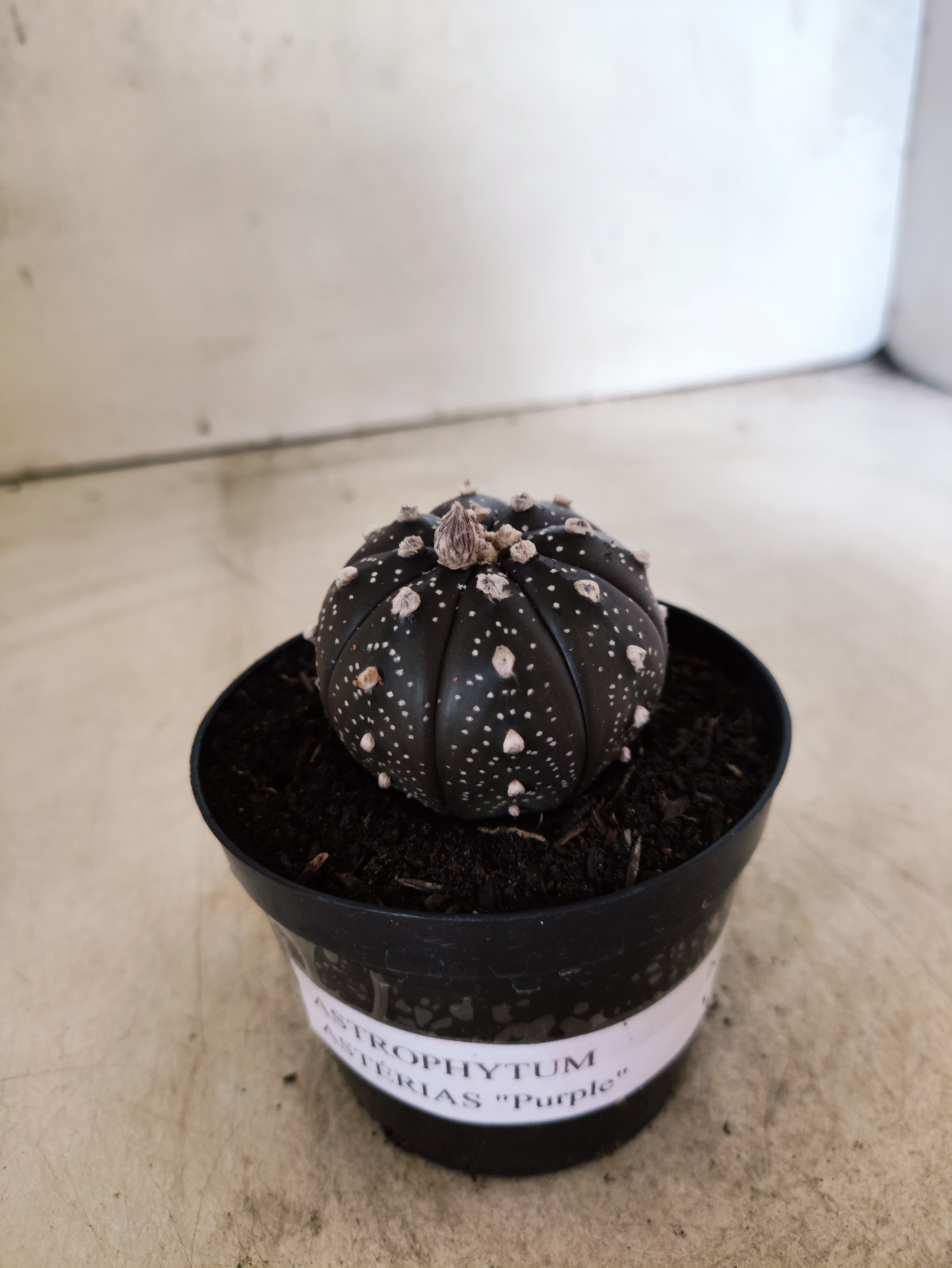 ASTROPHYTUM ASTERIAS “Purple”  Nº 1051 – vaso 09