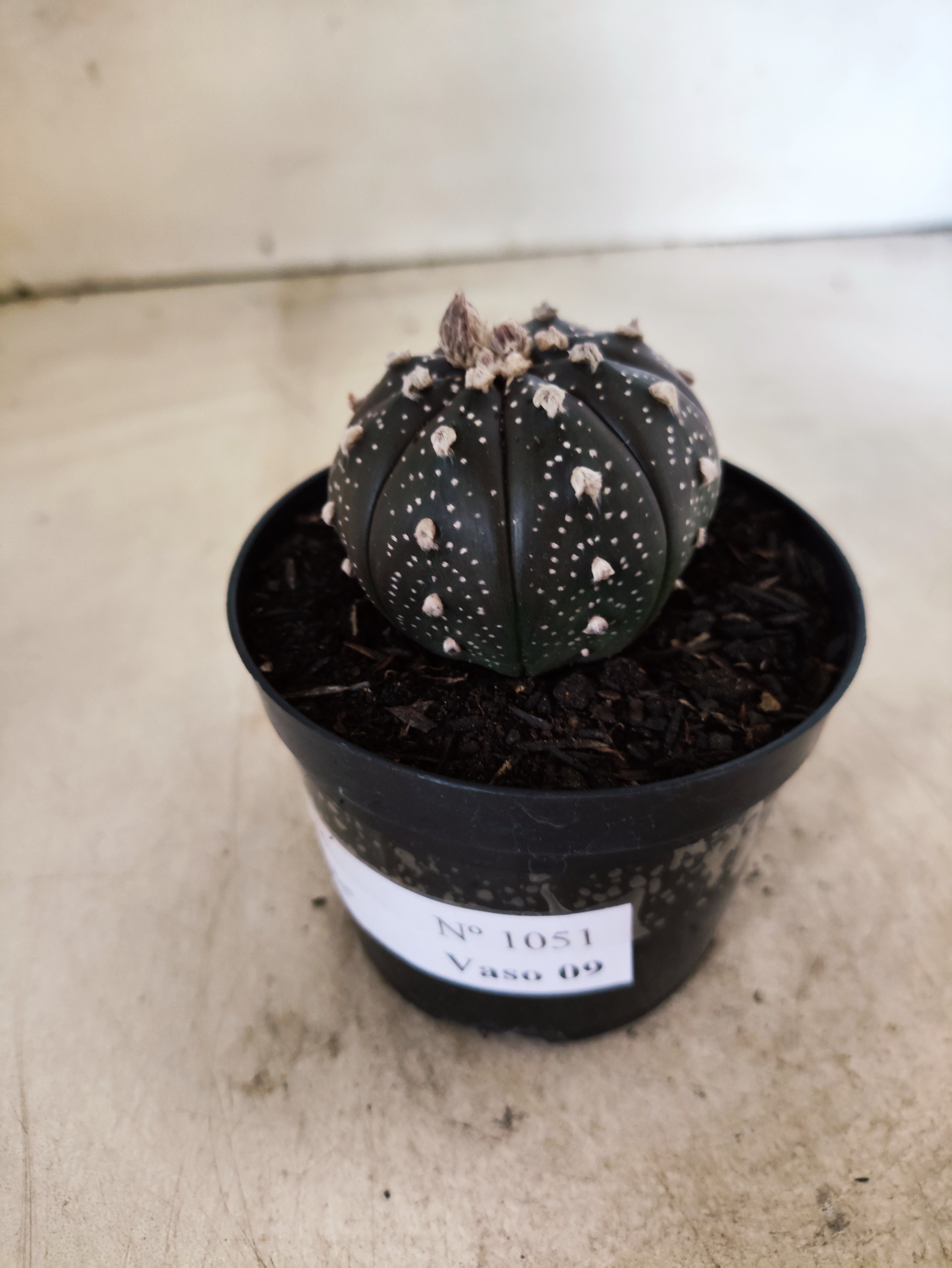 ASTROPHYTUM ASTERIAS “Purple”  Nº 1051 – vaso 09