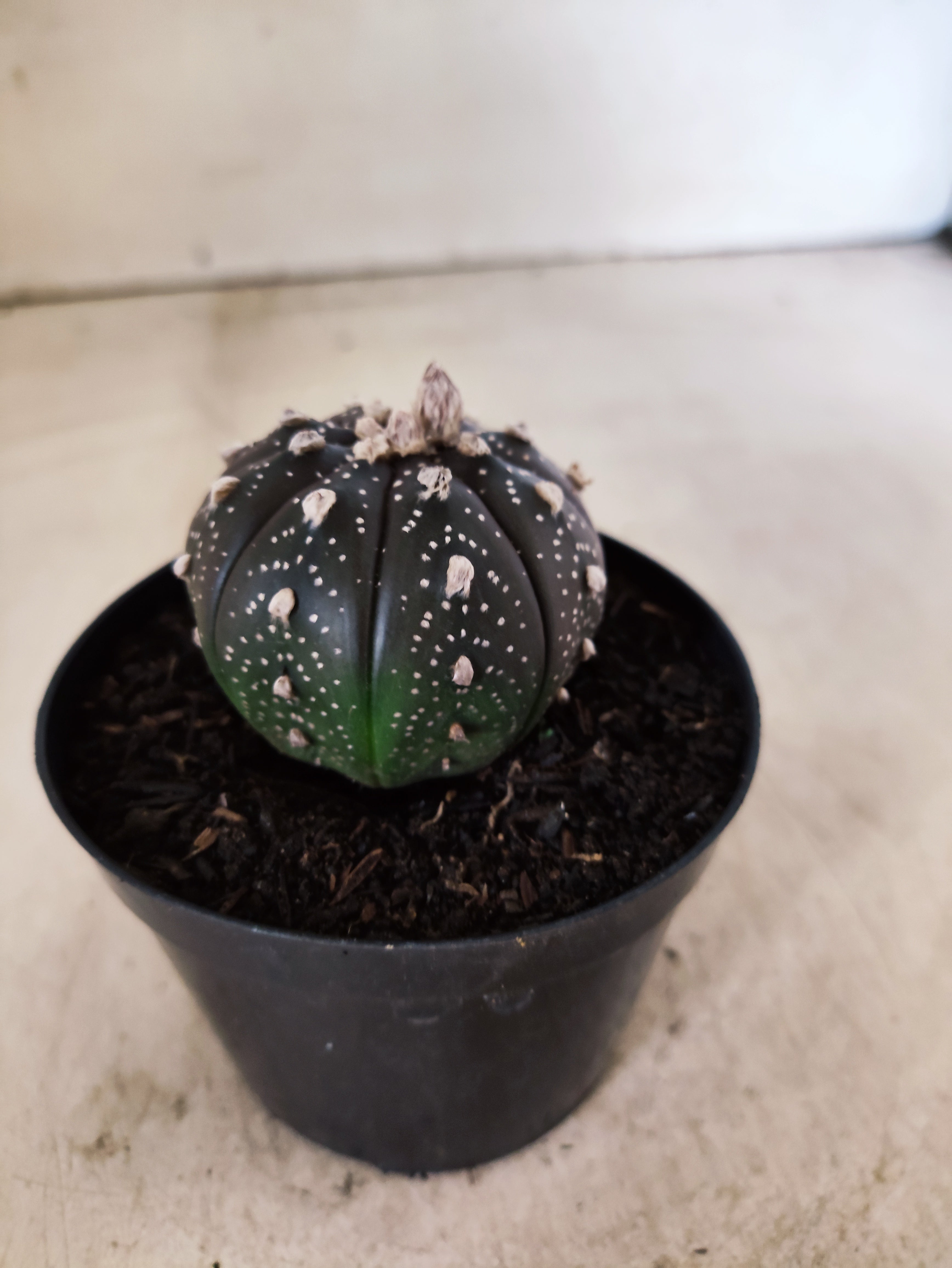 ASTROPHYTUM ASTERIAS “Purple”  Nº 1051 – vaso 09