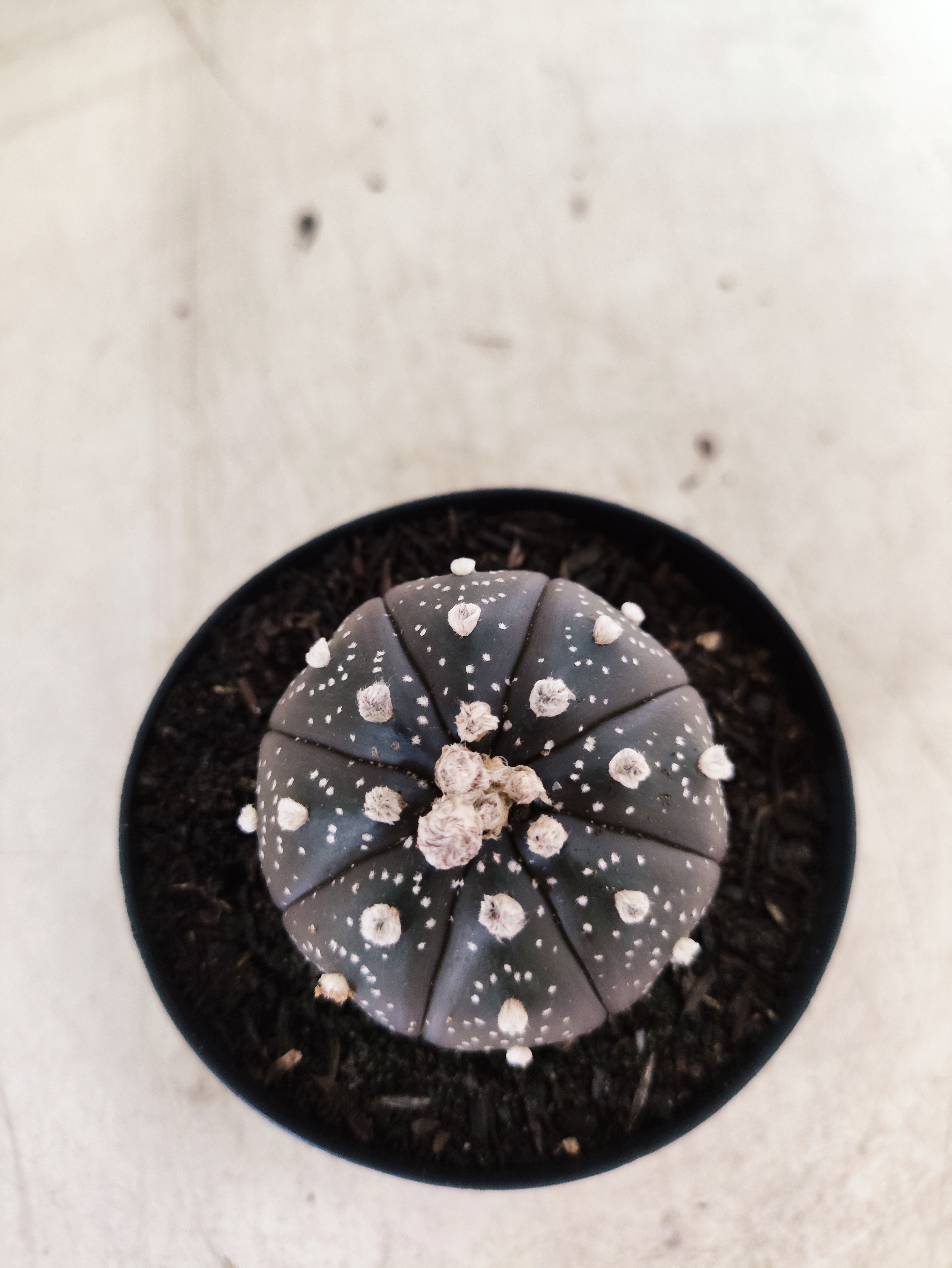 ASTROPHYTUM ASTERIAS “Purple”  Nº 1051 – vaso 09