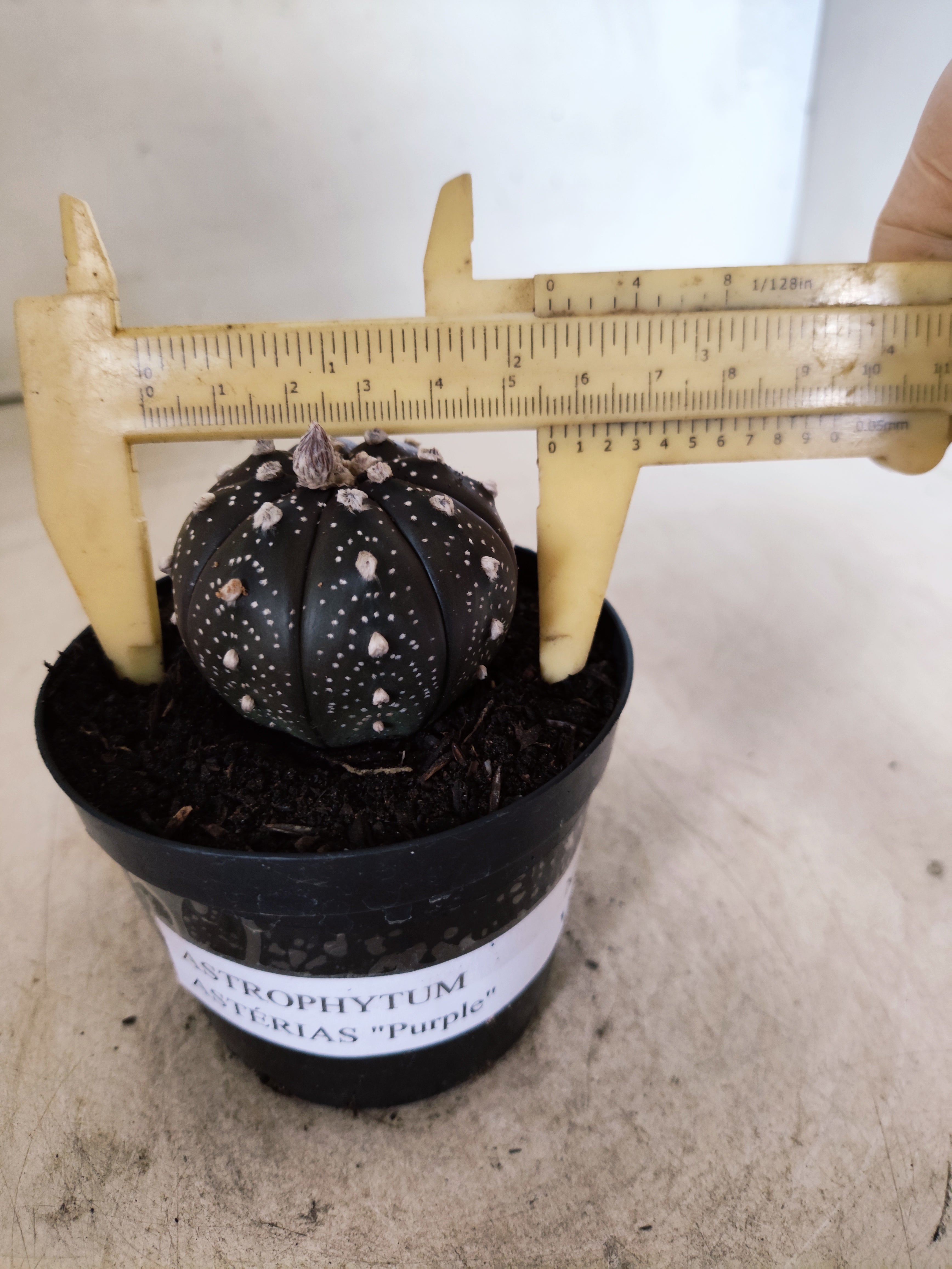 ASTROPHYTUM ASTERIAS “Purple”  Nº 1051 – vaso 09