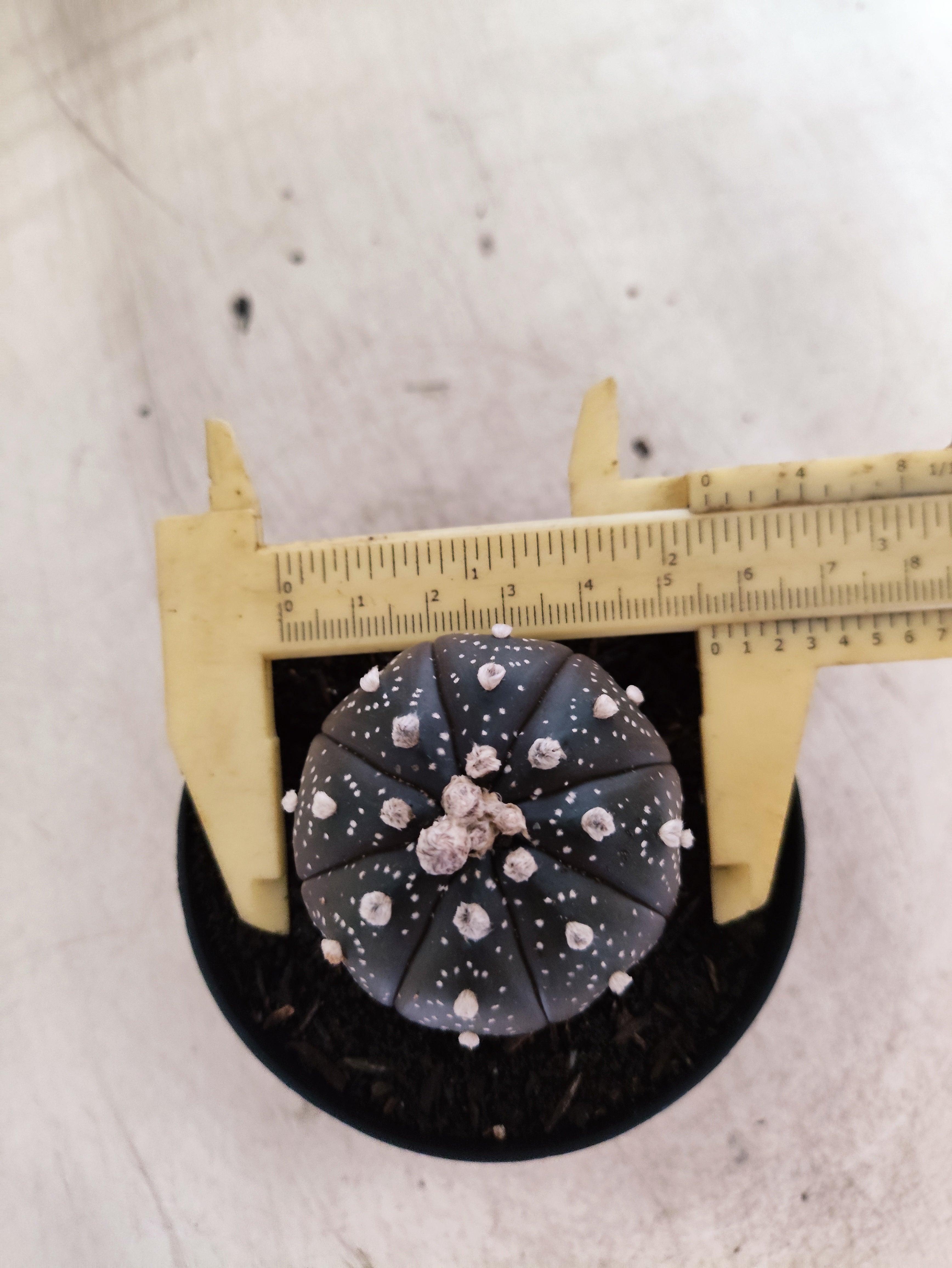 ASTROPHYTUM ASTERIAS “Purple”  Nº 1051 – vaso 09