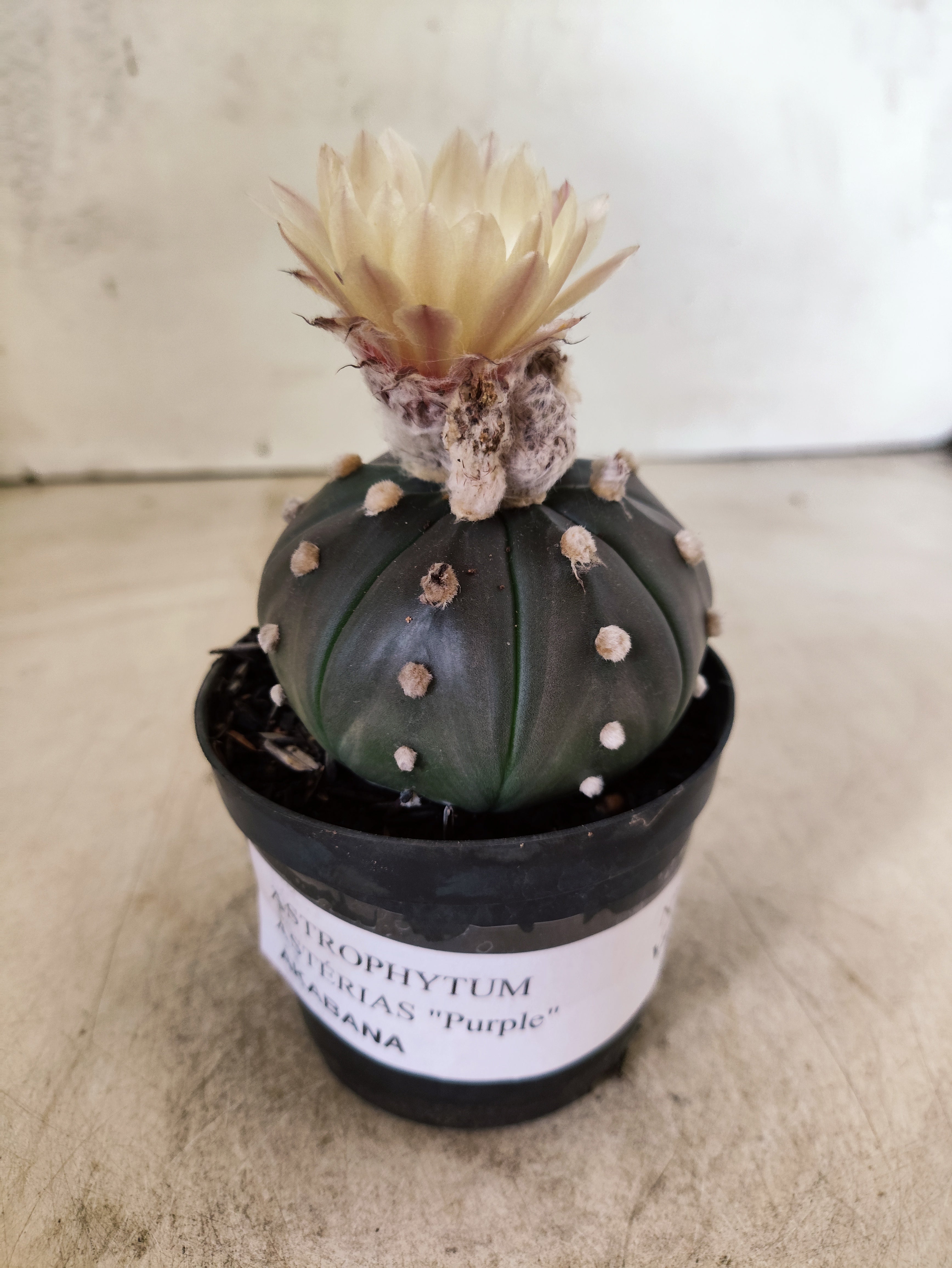 ASTROPHYTUM ASTERIAS “Purple AKABANA”  Nº 1052 – vaso 09