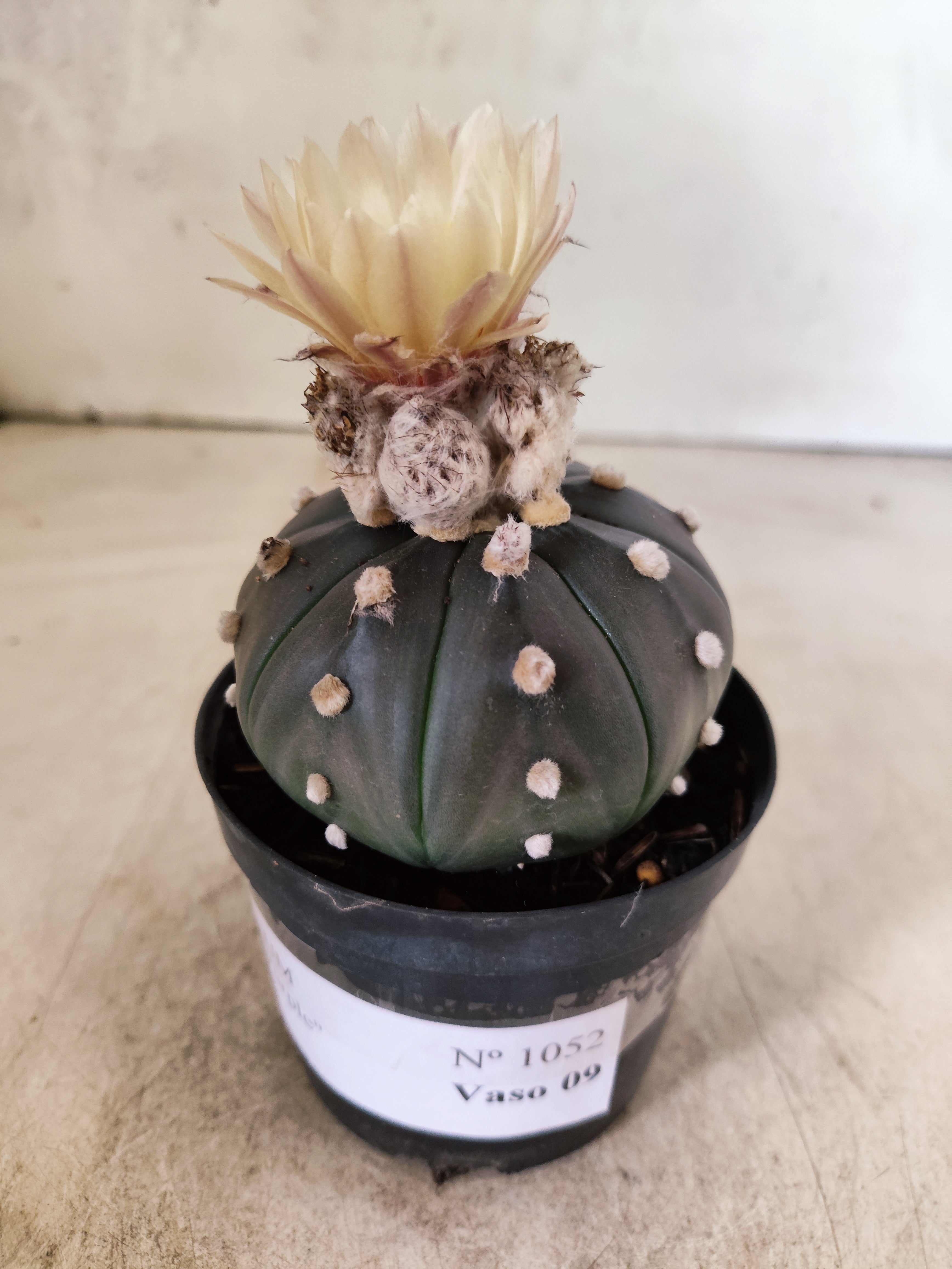 ASTROPHYTUM ASTERIAS “Purple AKABANA”  Nº 1052 – vaso 09