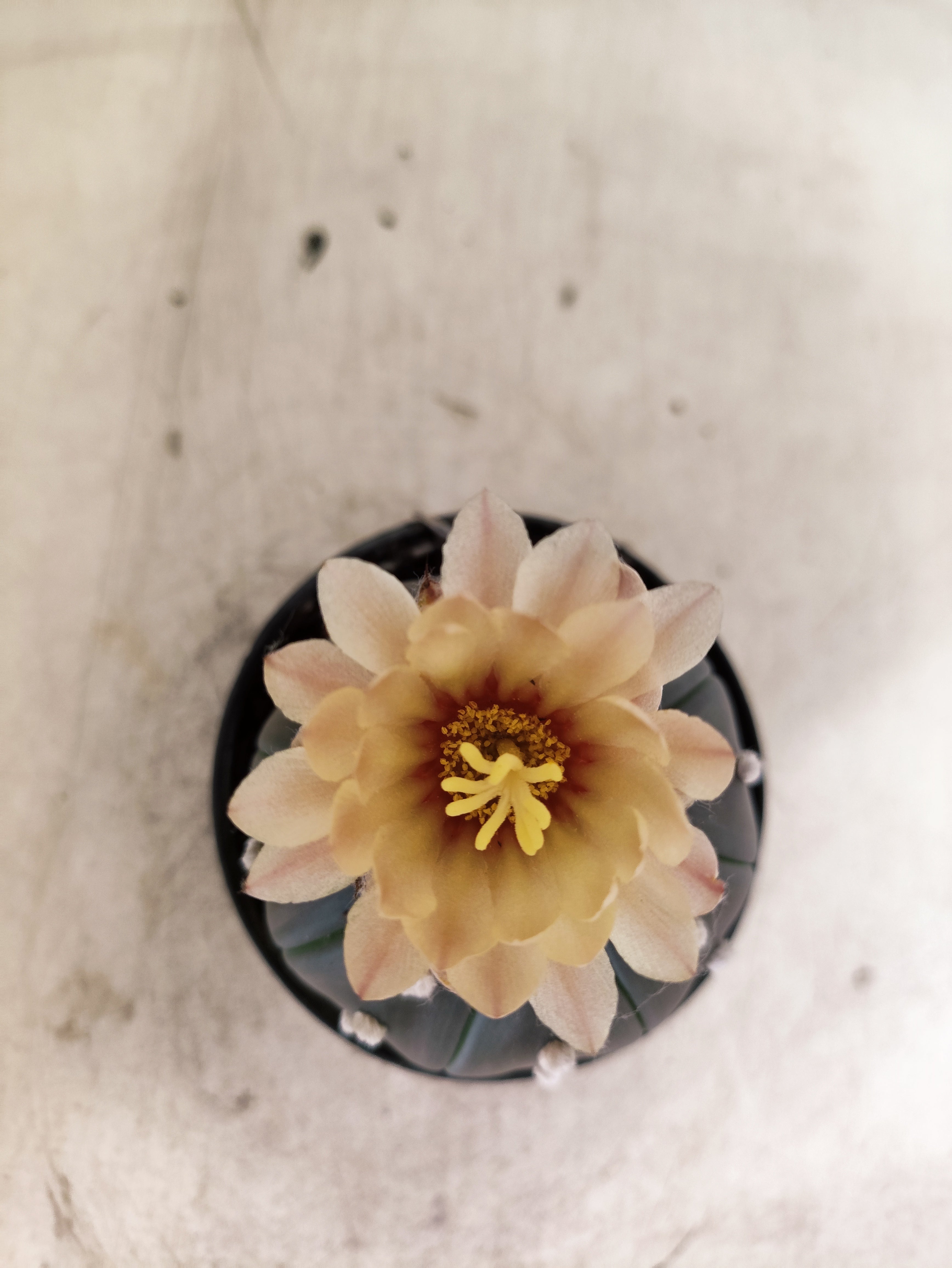 ASTROPHYTUM ASTERIAS “Purple AKABANA”  Nº 1052 – vaso 09