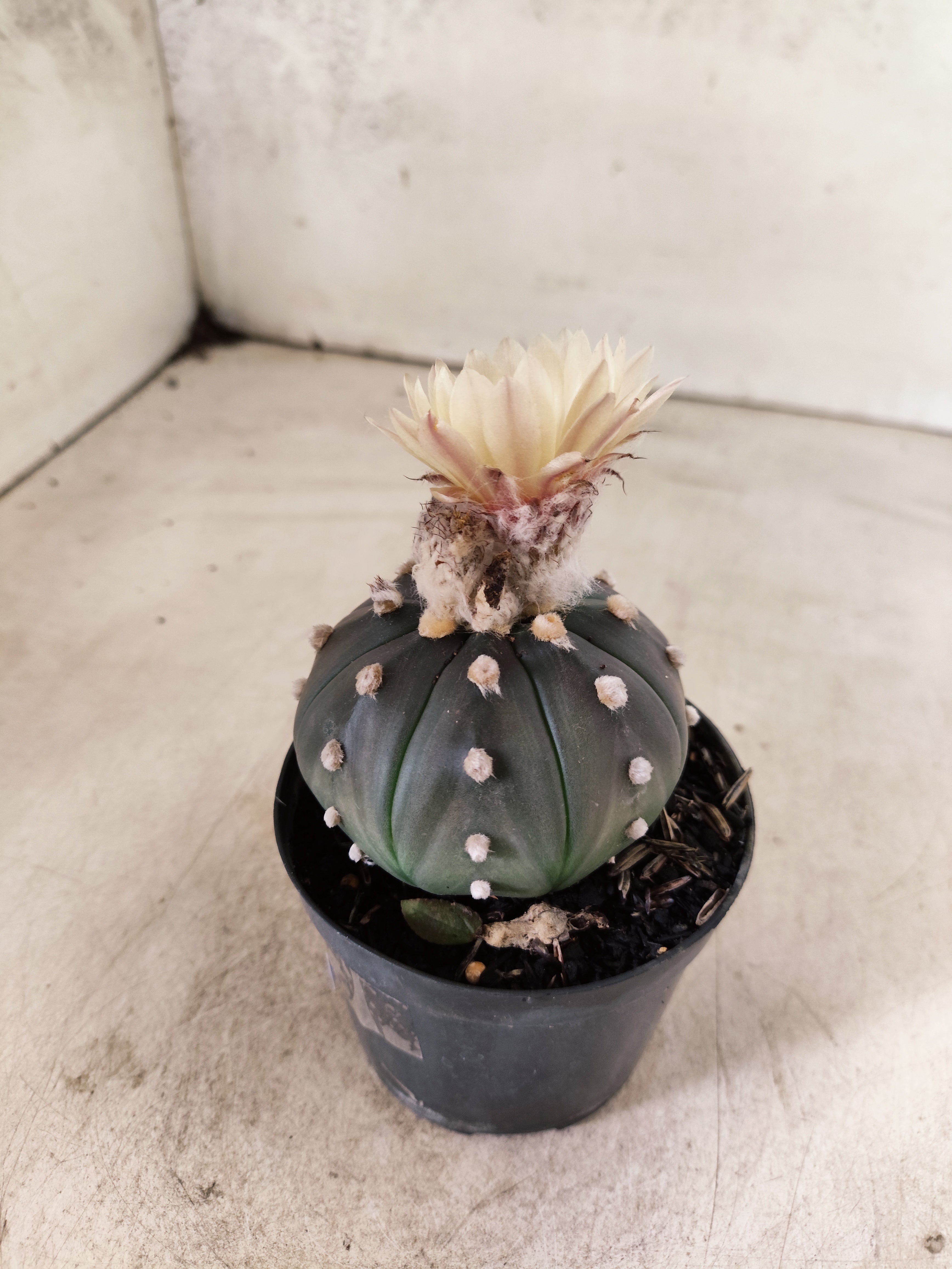 ASTROPHYTUM ASTERIAS “Purple AKABANA”  Nº 1052 – vaso 09