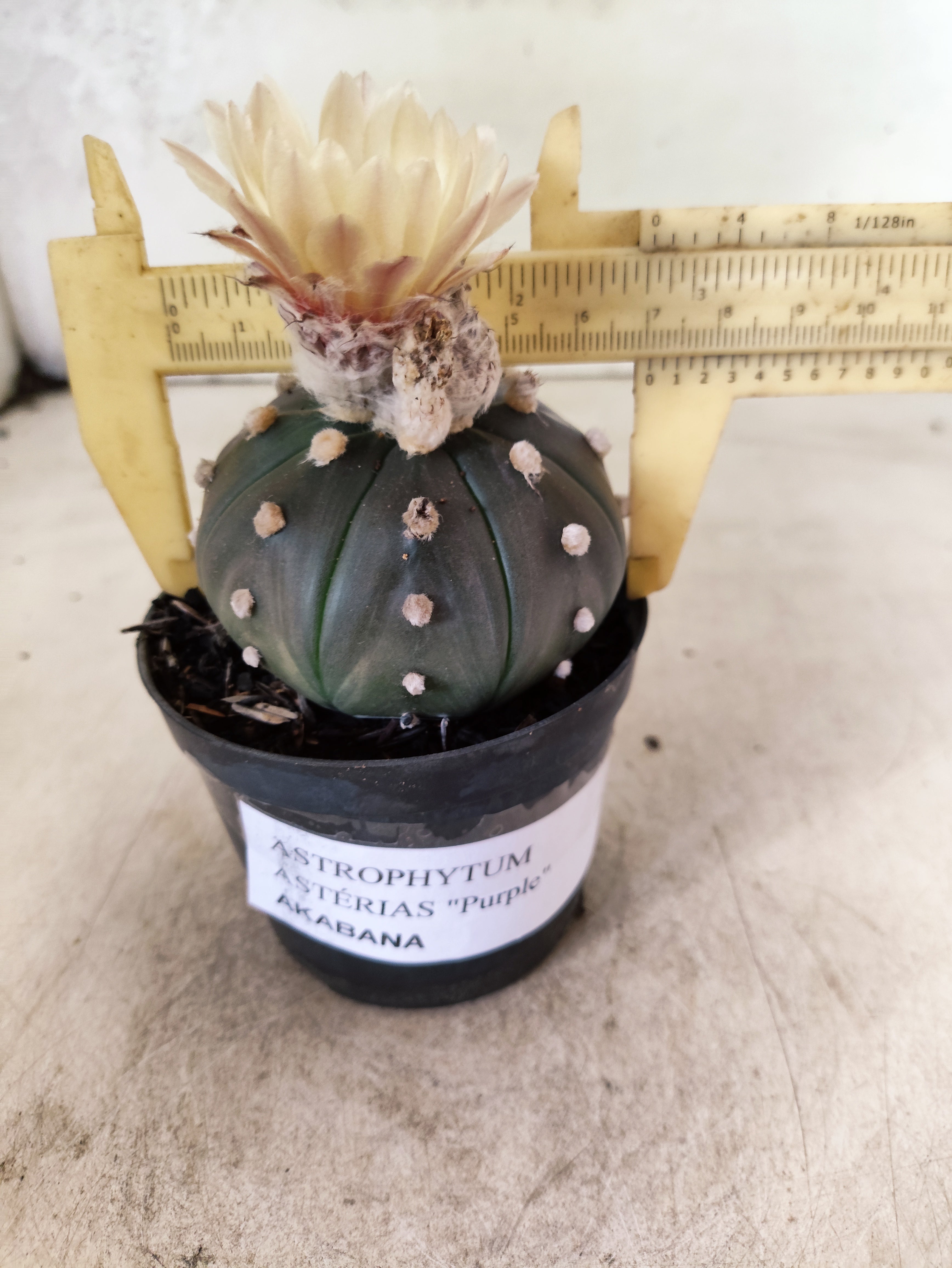 ASTROPHYTUM ASTERIAS “Purple AKABANA”  Nº 1052 – vaso 09
