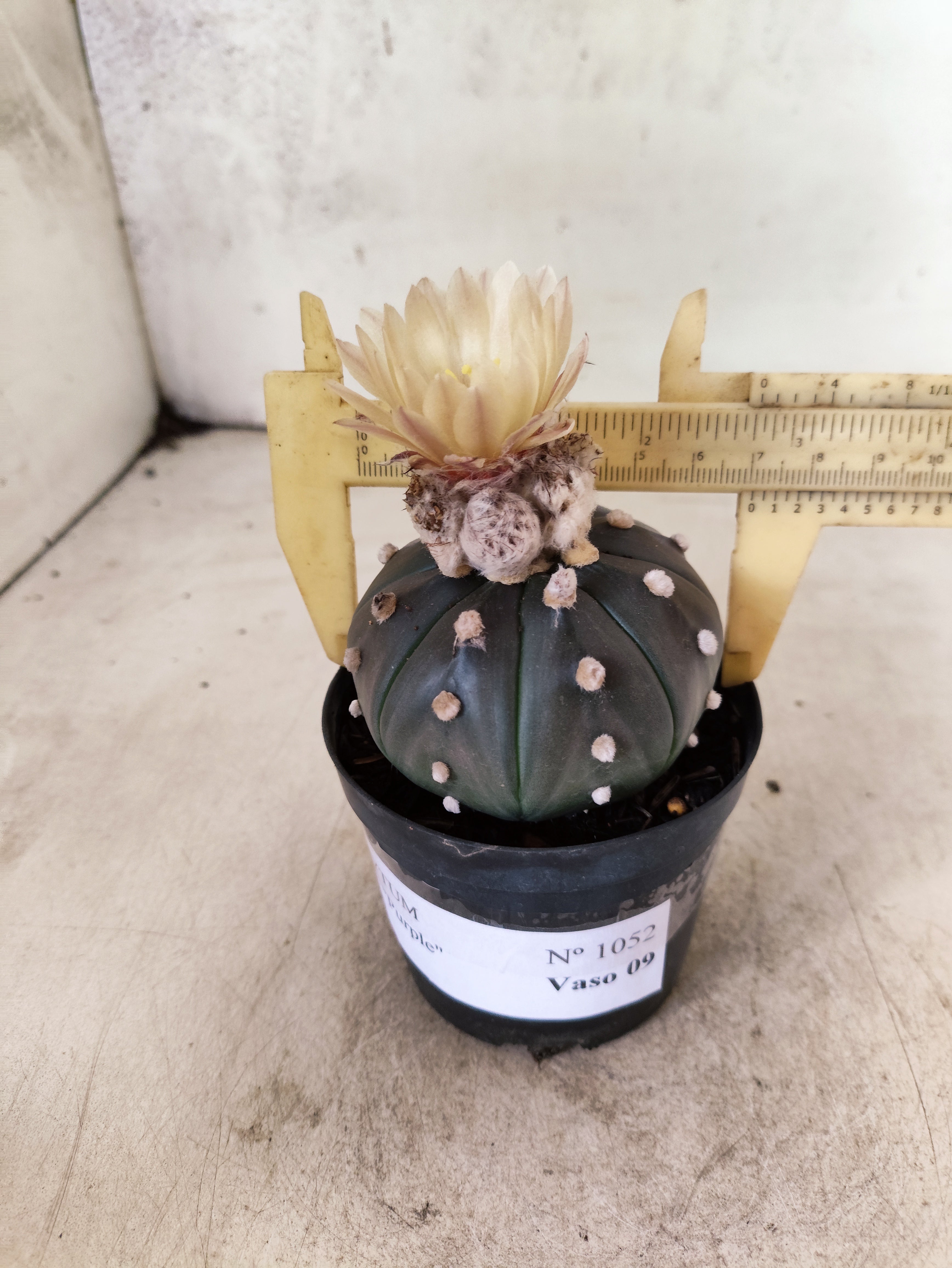 ASTROPHYTUM ASTERIAS “Purple AKABANA”  Nº 1052 – vaso 09