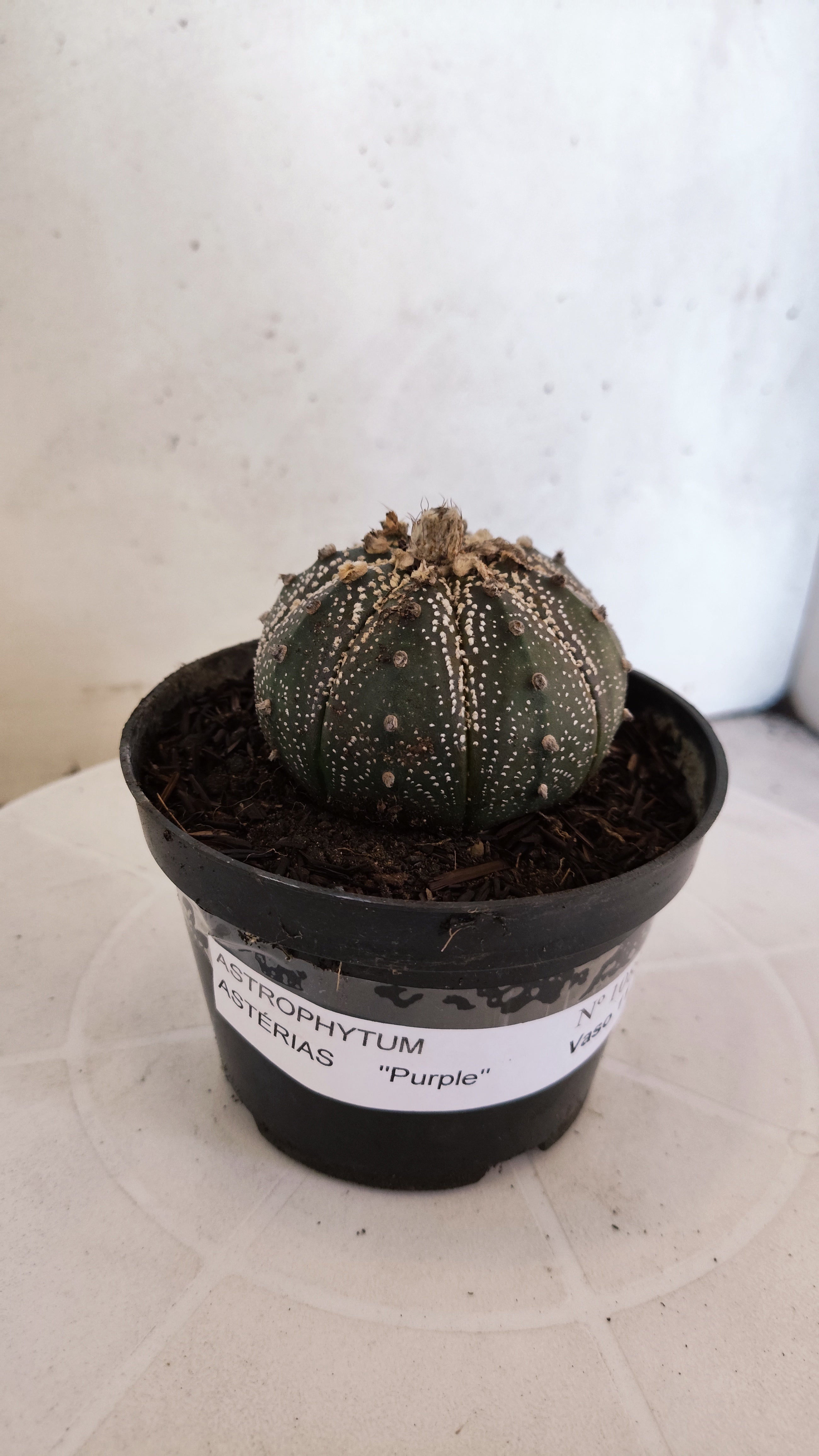 MATRIZ ASTROPHYTUM ASTÉRIAS "Purple" Nº 1089 – vaso 11