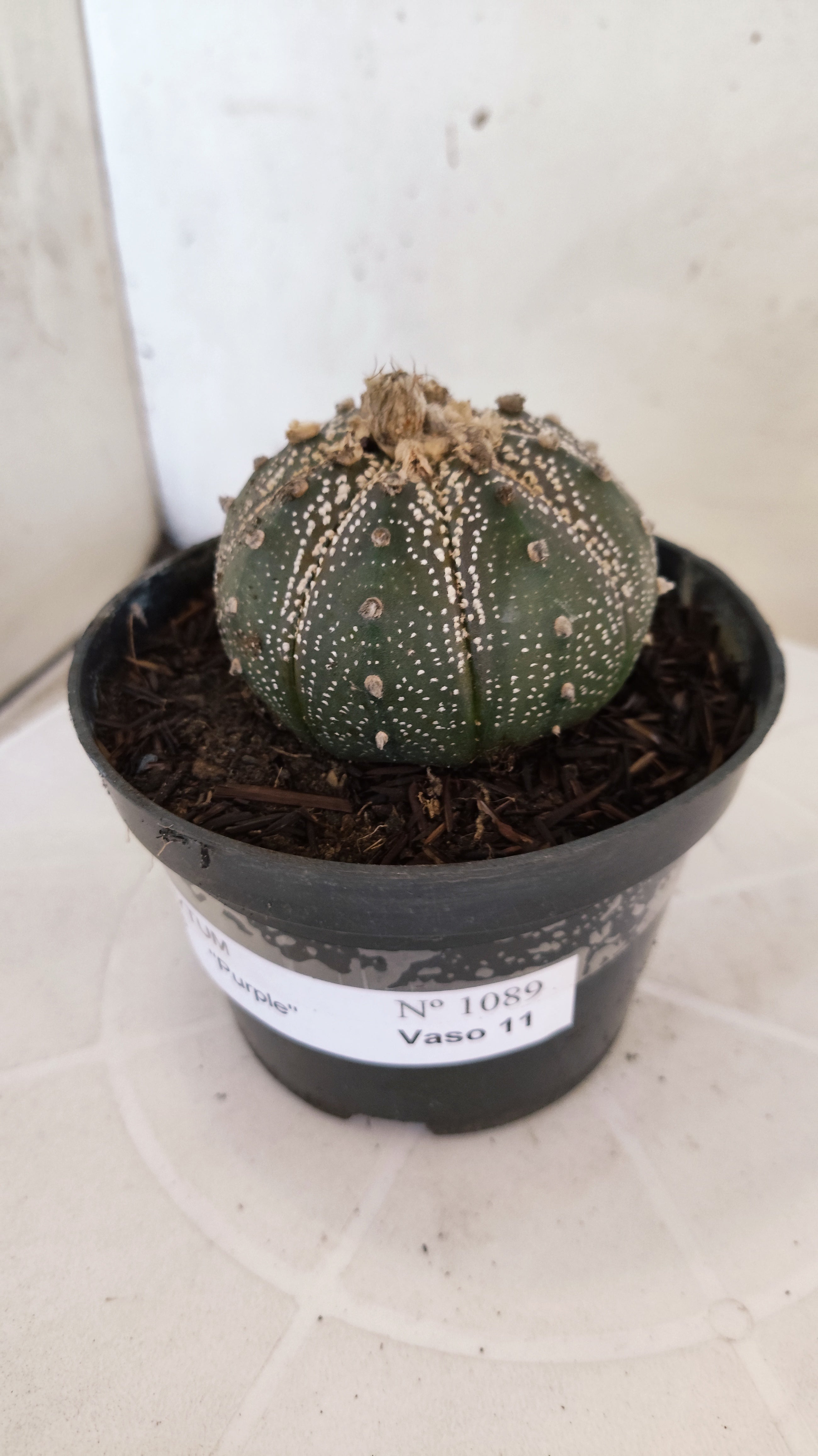 MATRIZ ASTROPHYTUM ASTÉRIAS "Purple" Nº 1089 – vaso 11