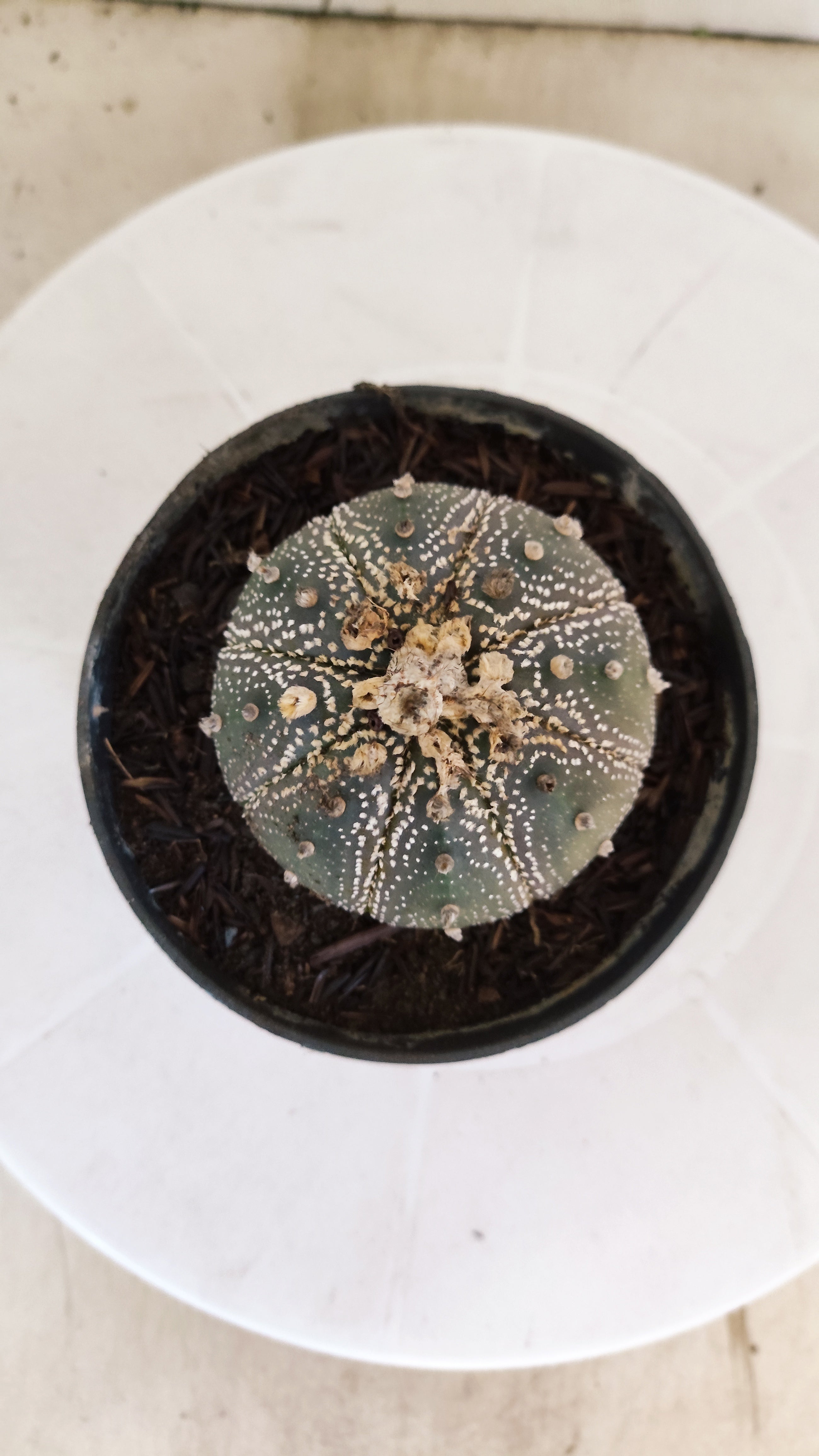 MATRIZ ASTROPHYTUM ASTÉRIAS "Purple" Nº 1089 – vaso 11
