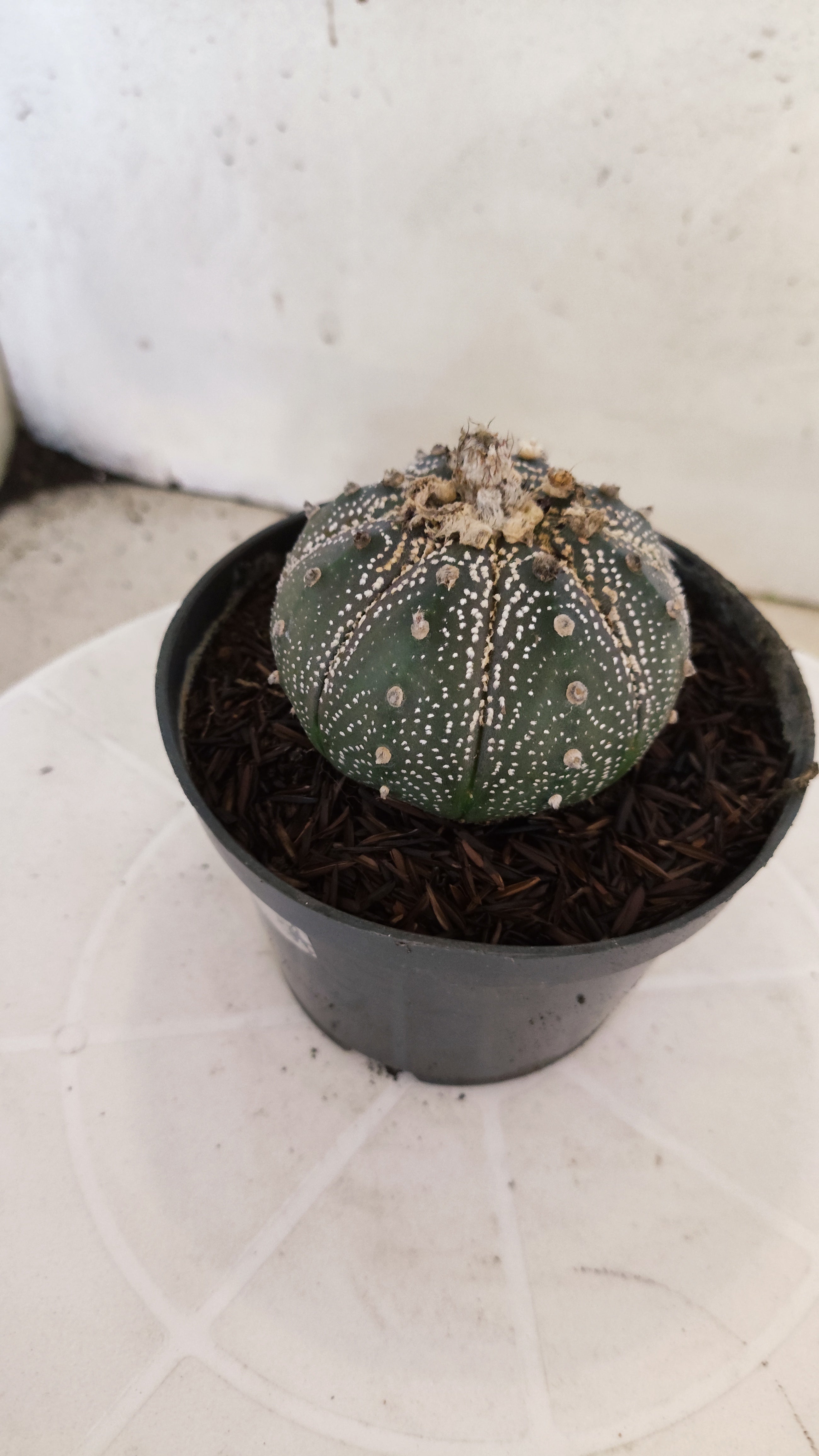 MATRIZ ASTROPHYTUM ASTÉRIAS "Purple" Nº 1089 – vaso 11