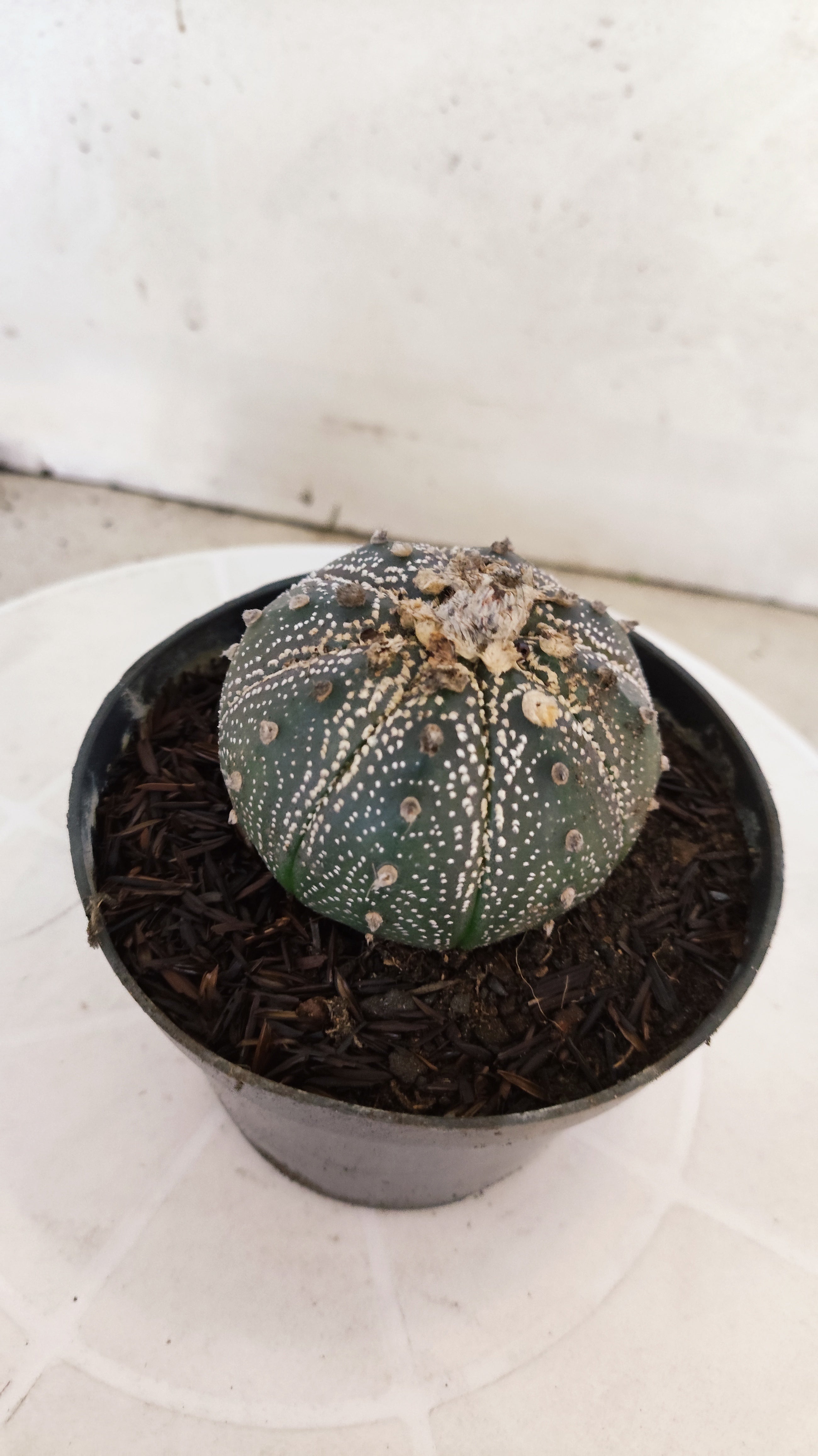 MATRIZ ASTROPHYTUM ASTÉRIAS "Purple" Nº 1089 – vaso 11