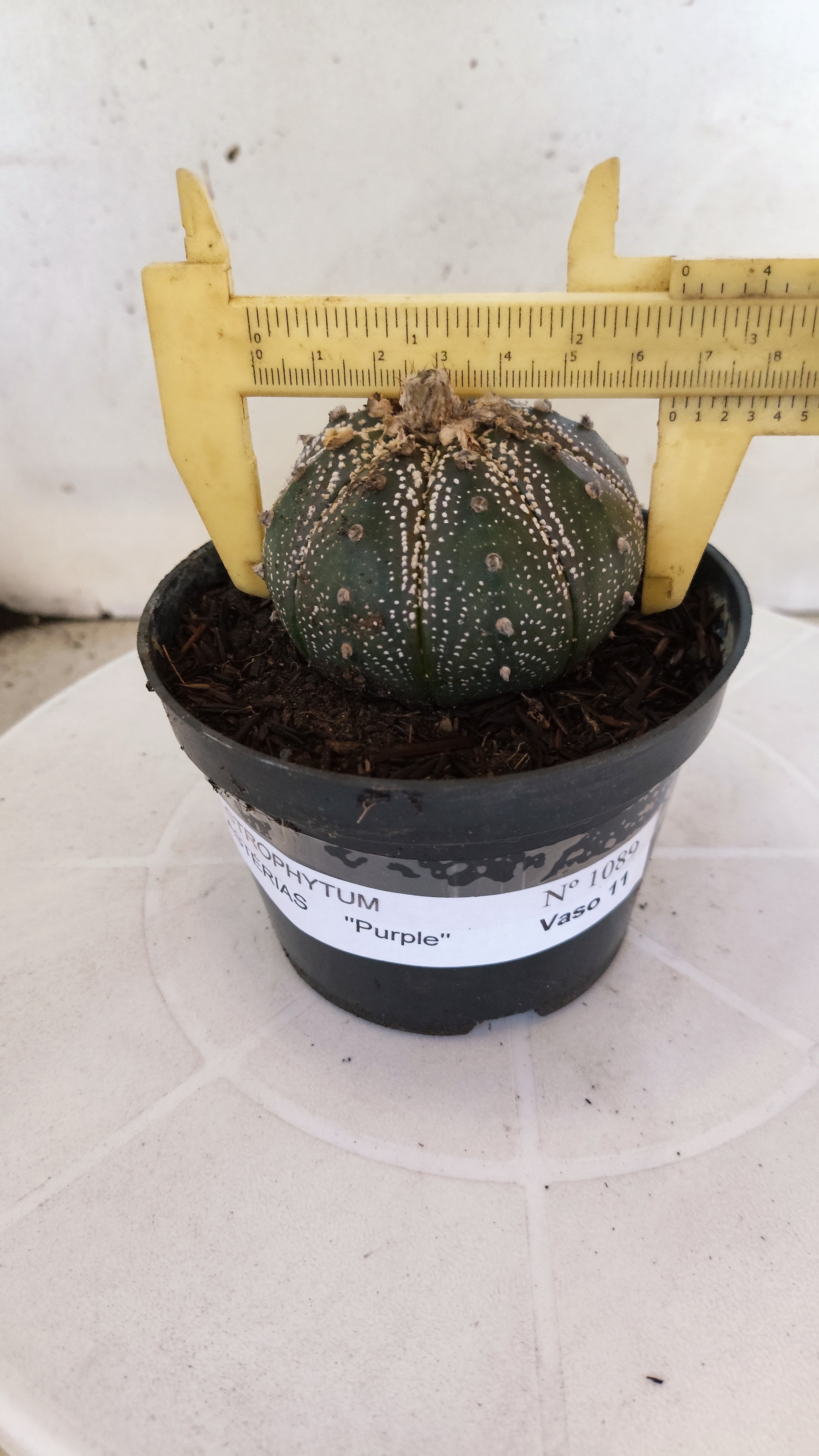 MATRIZ ASTROPHYTUM ASTÉRIAS "Purple" Nº 1089 – vaso 11