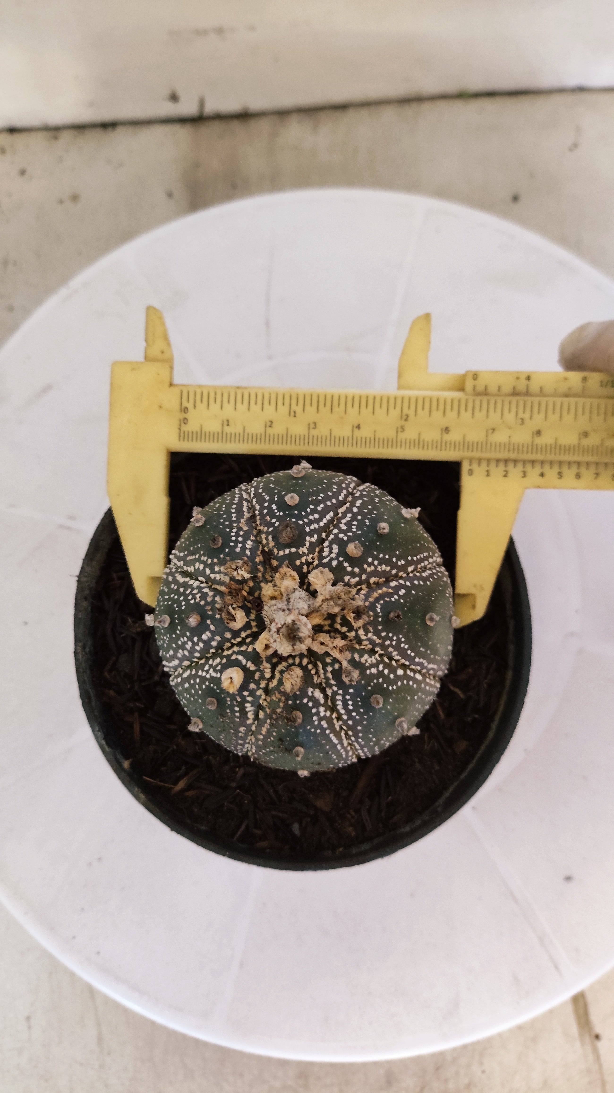 MATRIZ ASTROPHYTUM ASTÉRIAS "Purple" Nº 1089 – vaso 11