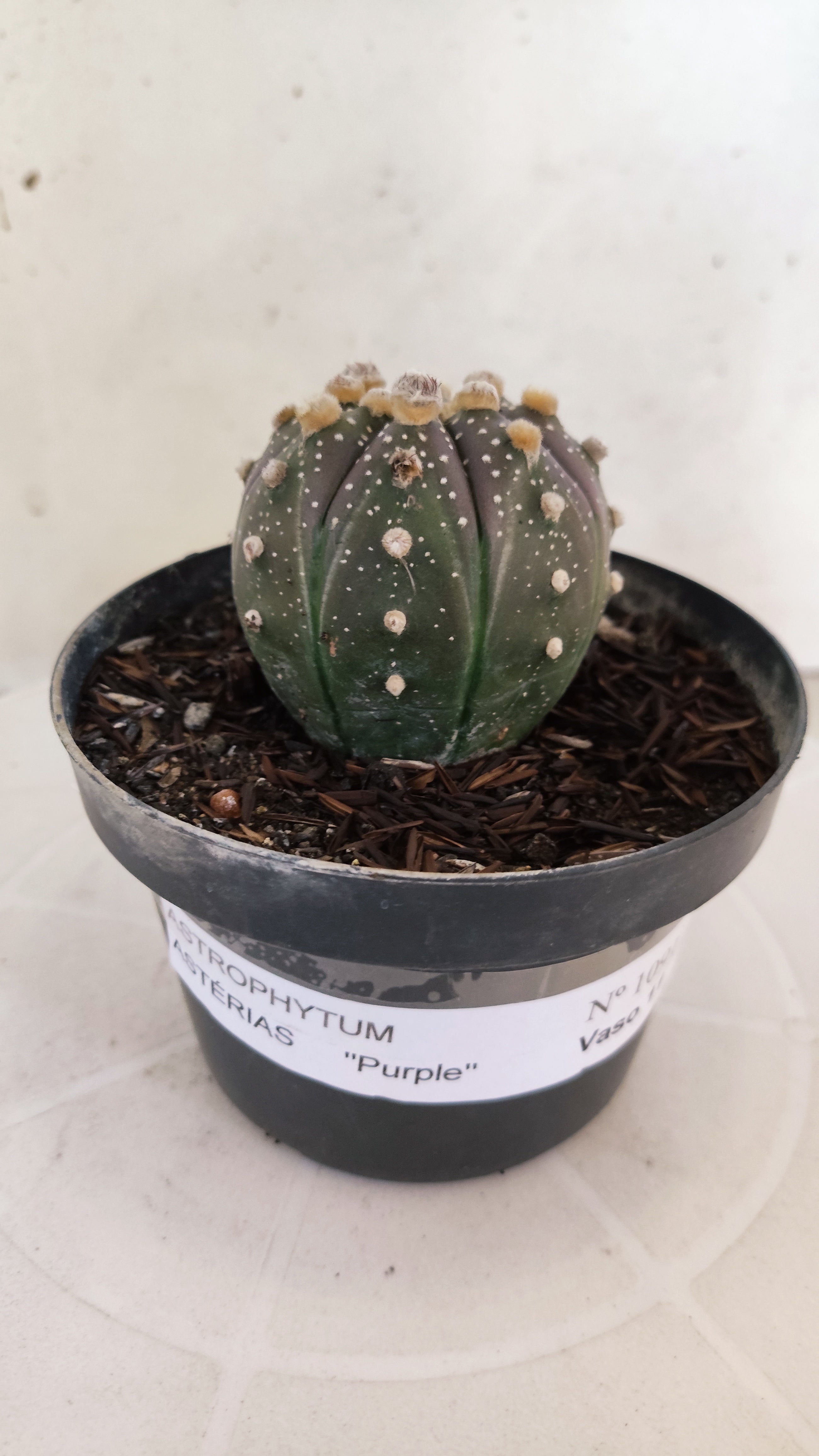 MATRIZ ASTROPHYTUM ASTÉRIAS "Purple" Nº 1091 – vaso 11