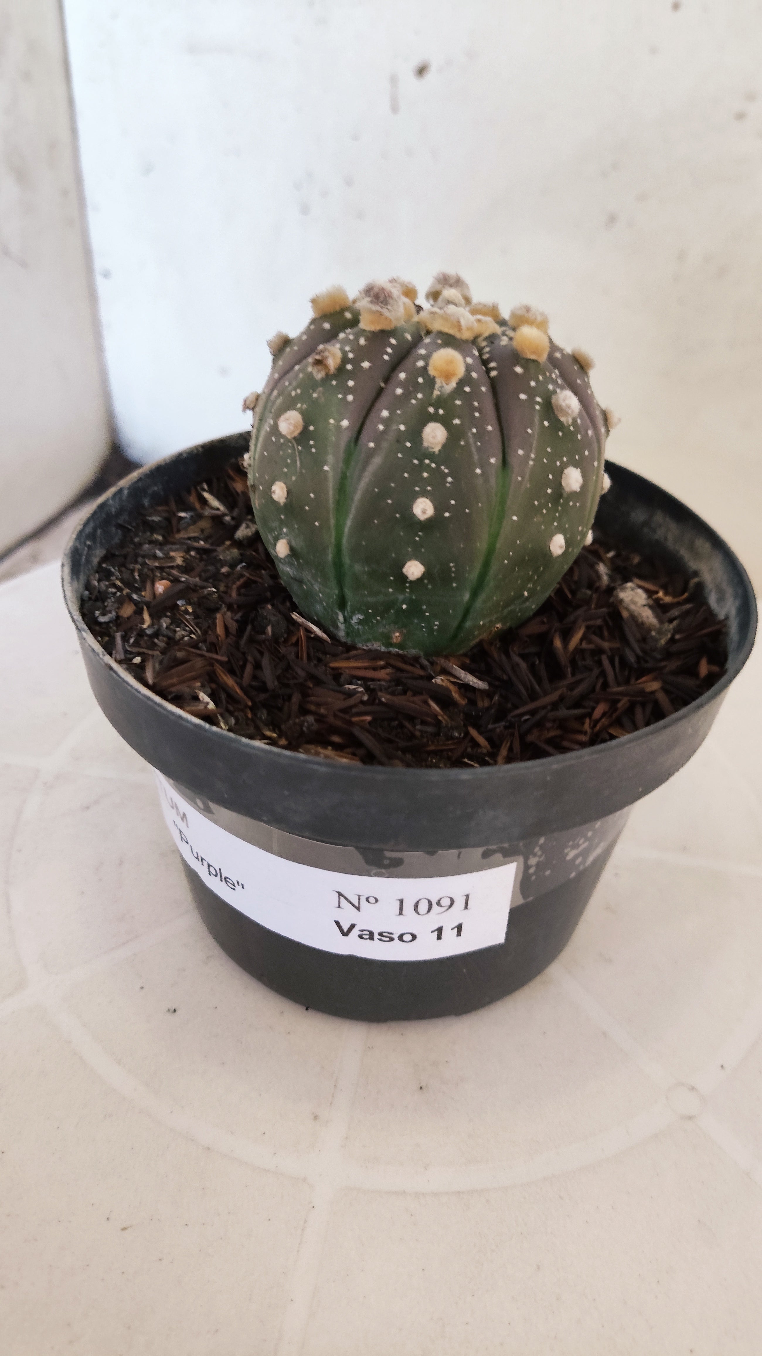 MATRIZ ASTROPHYTUM ASTÉRIAS "Purple" Nº 1091 – vaso 11