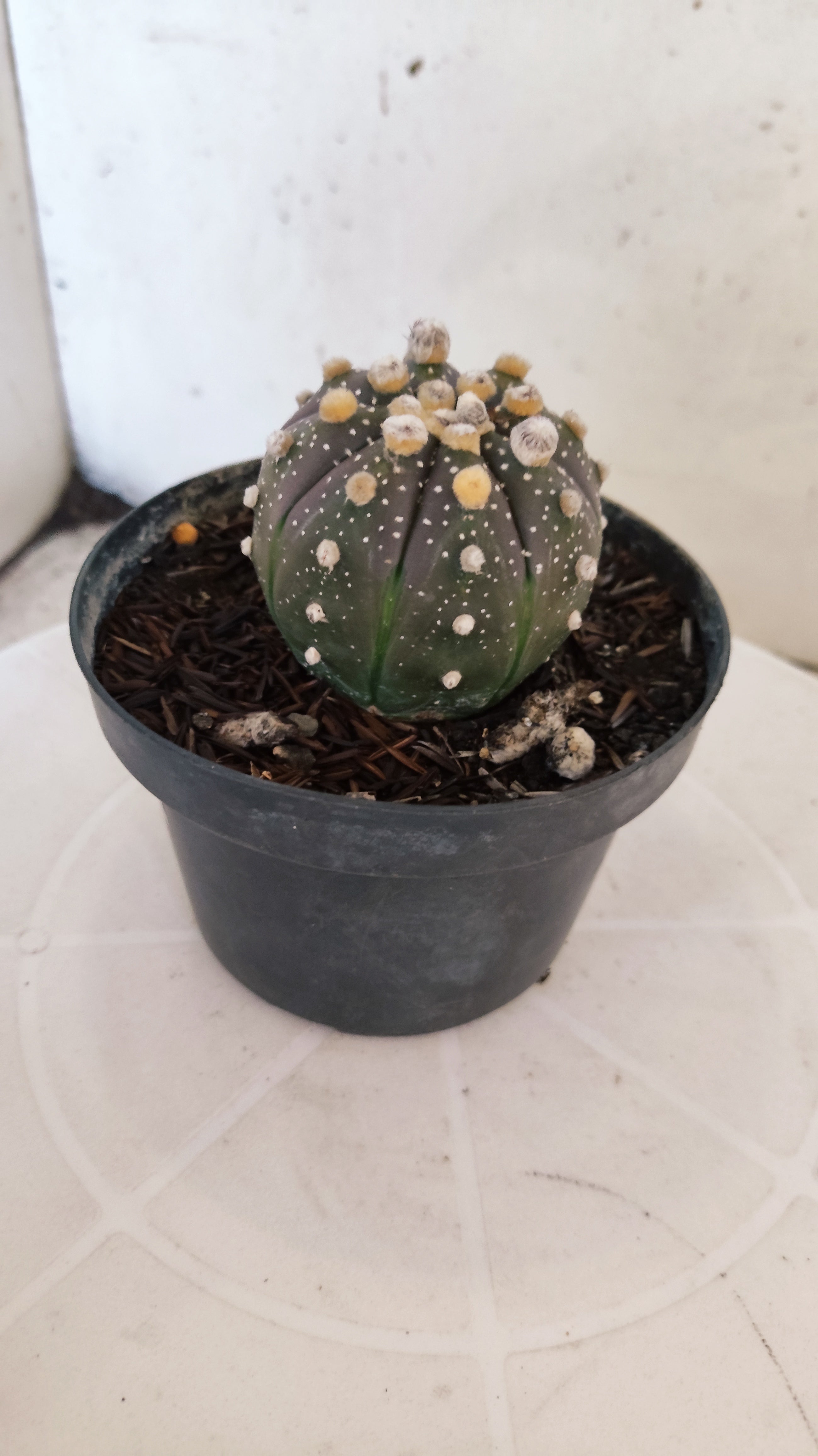 MATRIZ ASTROPHYTUM ASTÉRIAS "Purple" Nº 1091 – vaso 11