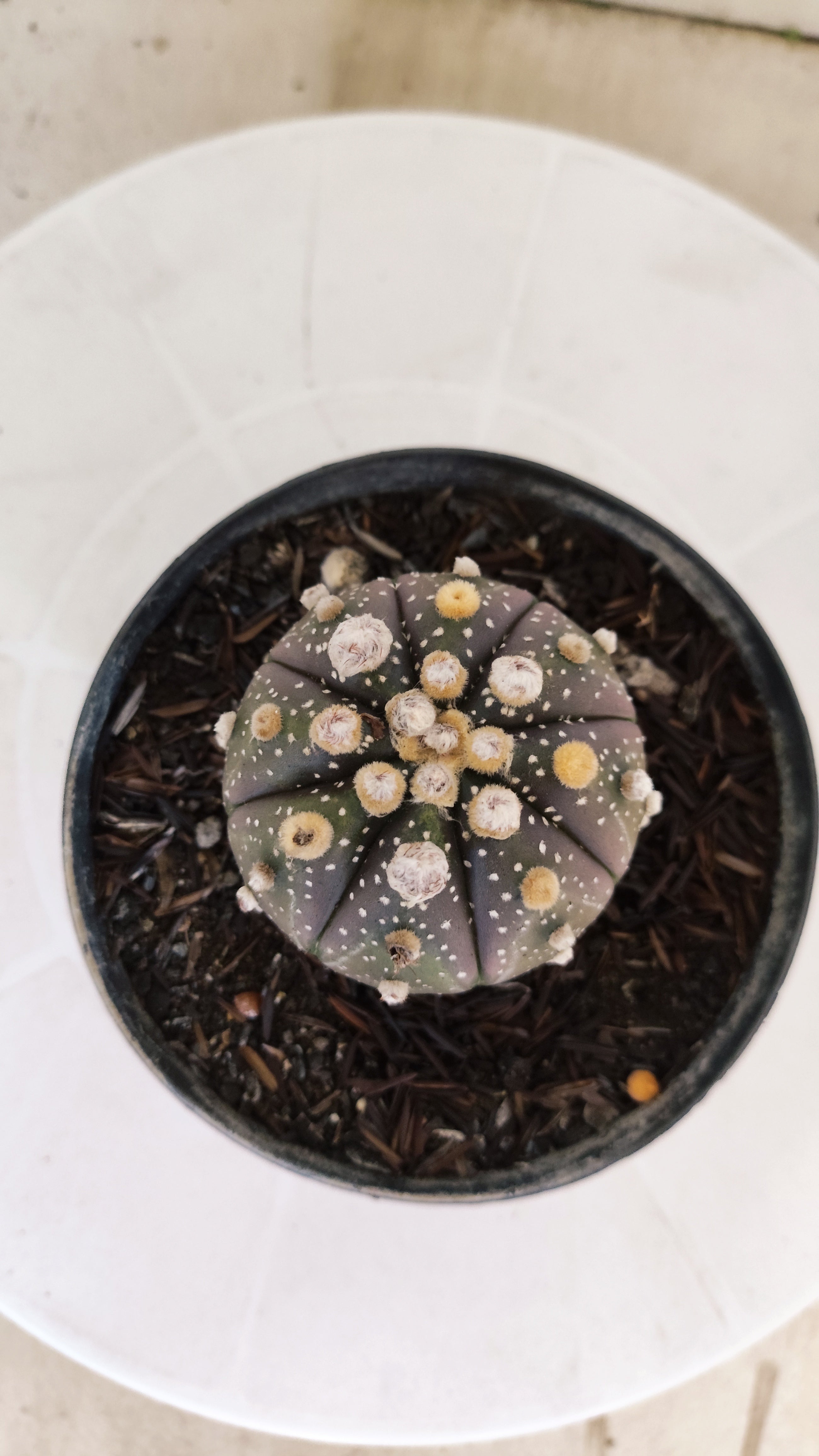 MATRIZ ASTROPHYTUM ASTÉRIAS "Purple" Nº 1091 – vaso 11