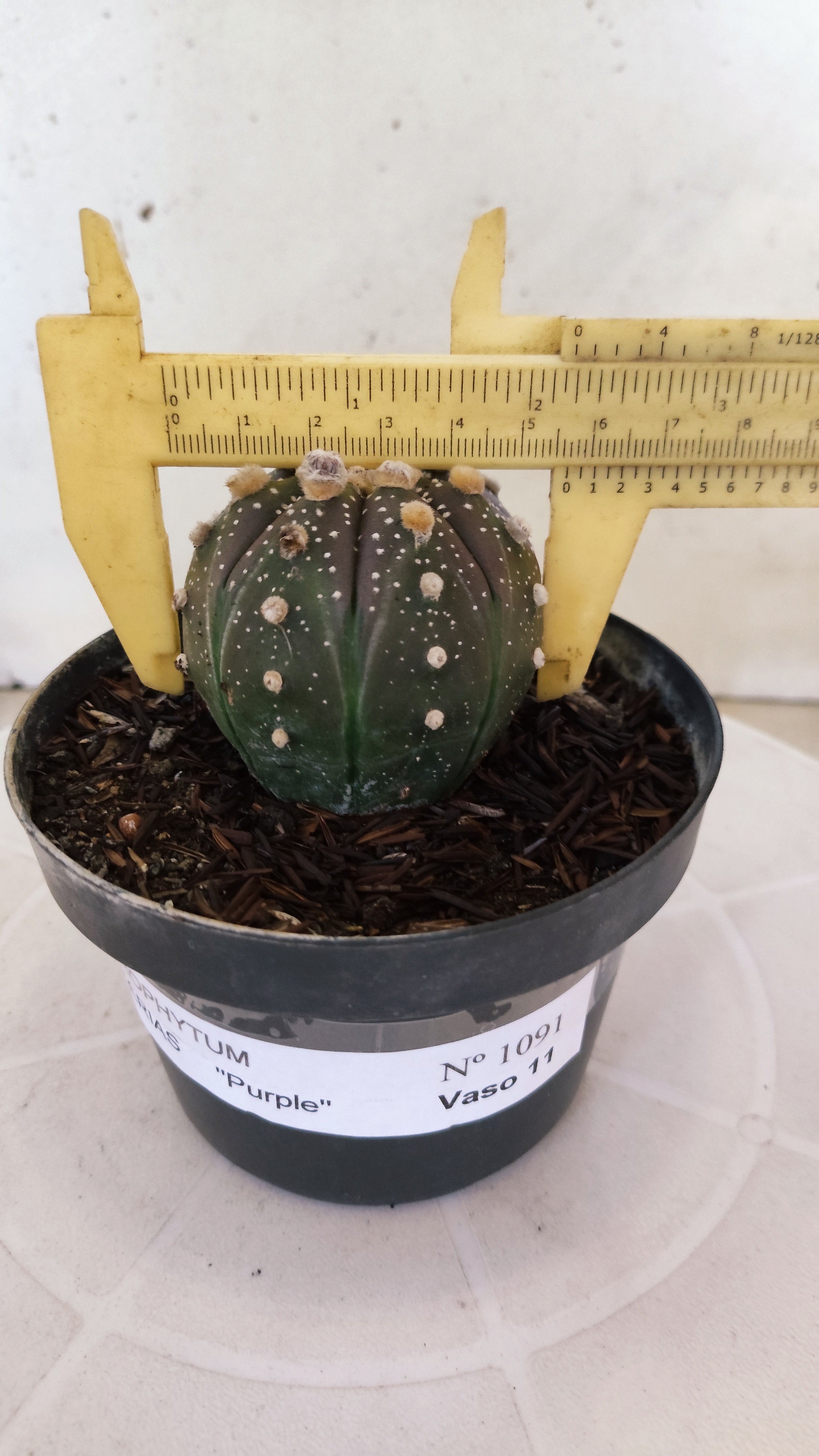 MATRIZ ASTROPHYTUM ASTÉRIAS "Purple" Nº 1091 – vaso 11
