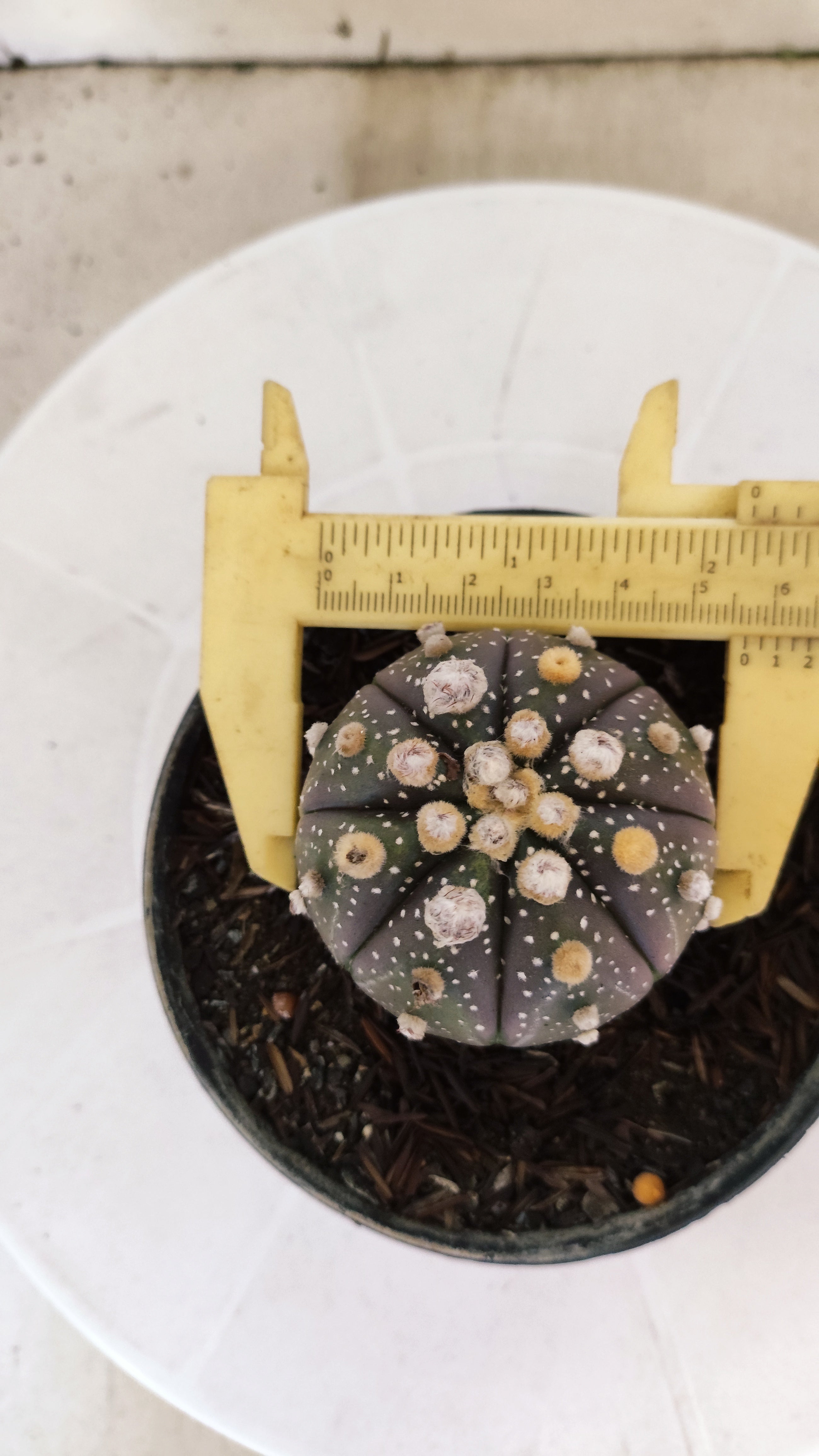 MATRIZ ASTROPHYTUM ASTÉRIAS "Purple" Nº 1091 – vaso 11